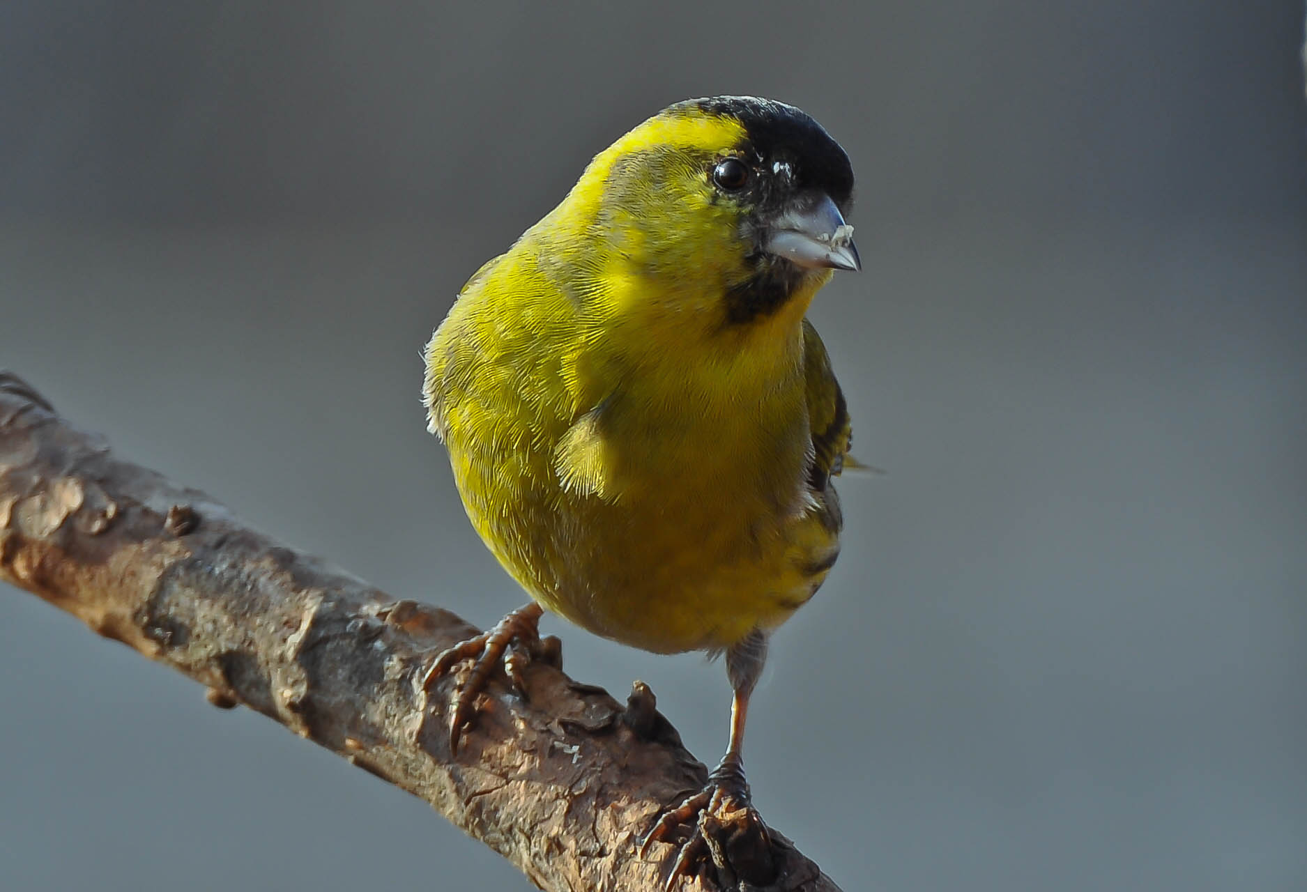 Male Siskin