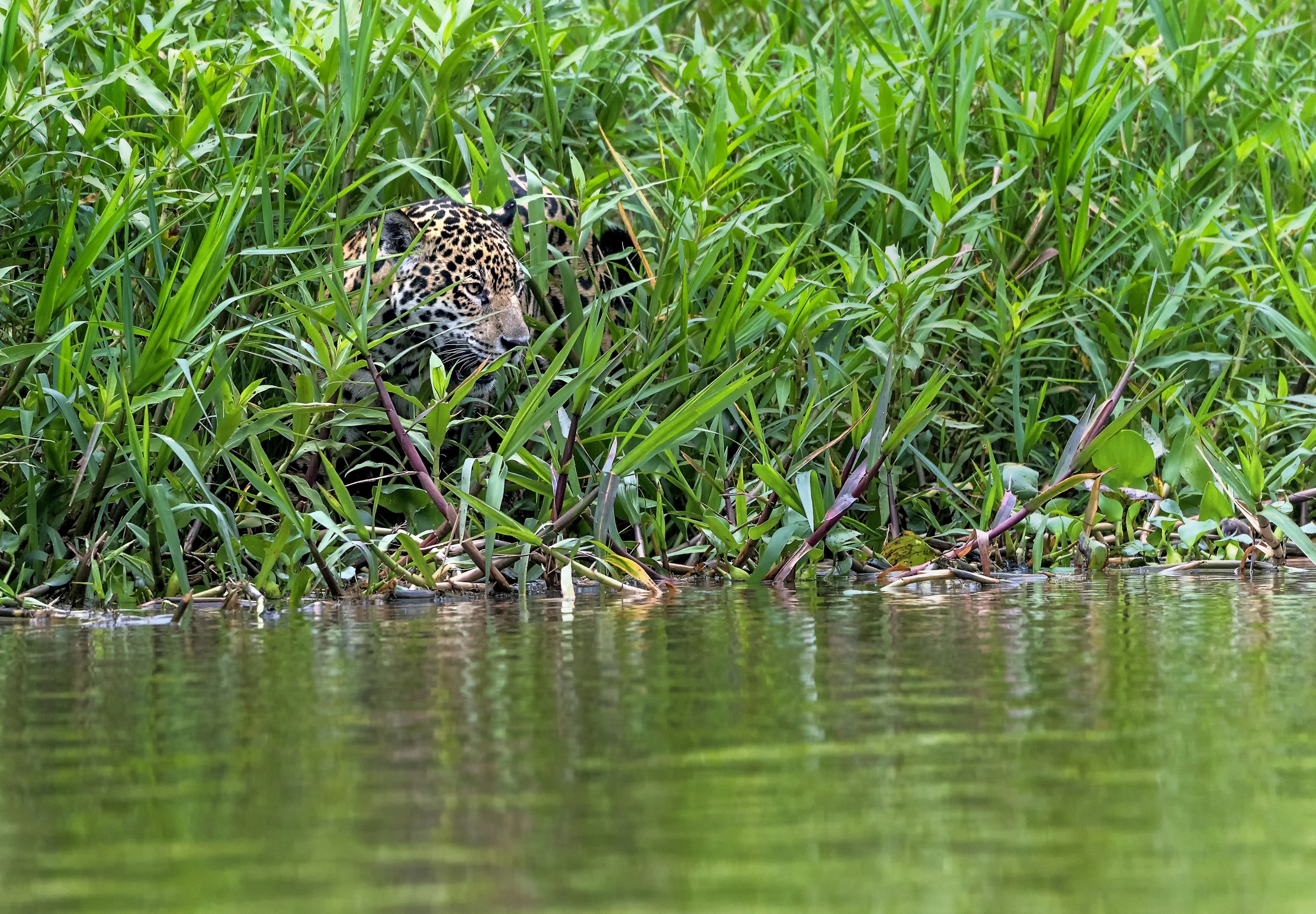 Pantanal 2015 - Jaguar