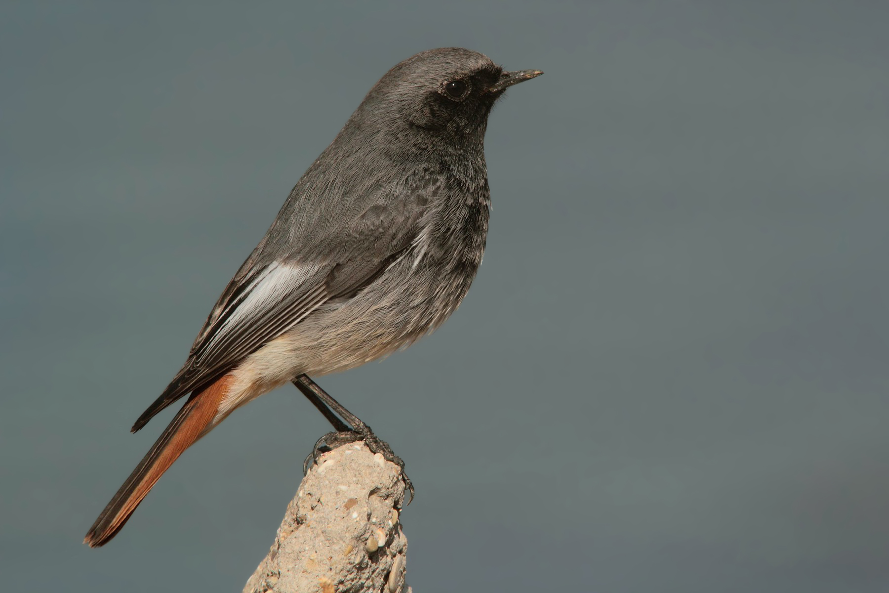 Black redstart (m) close