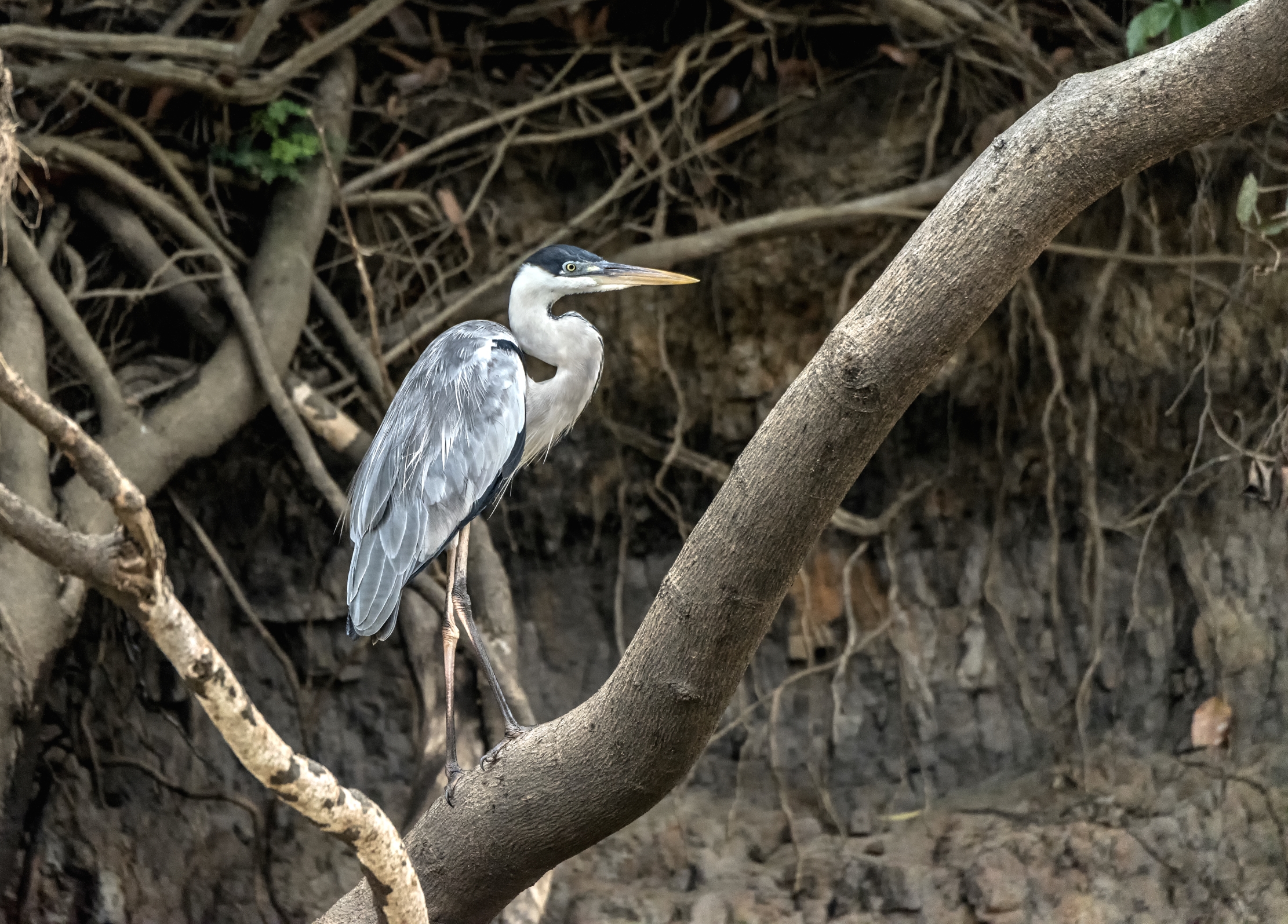 Pantanal 2015 - Airone