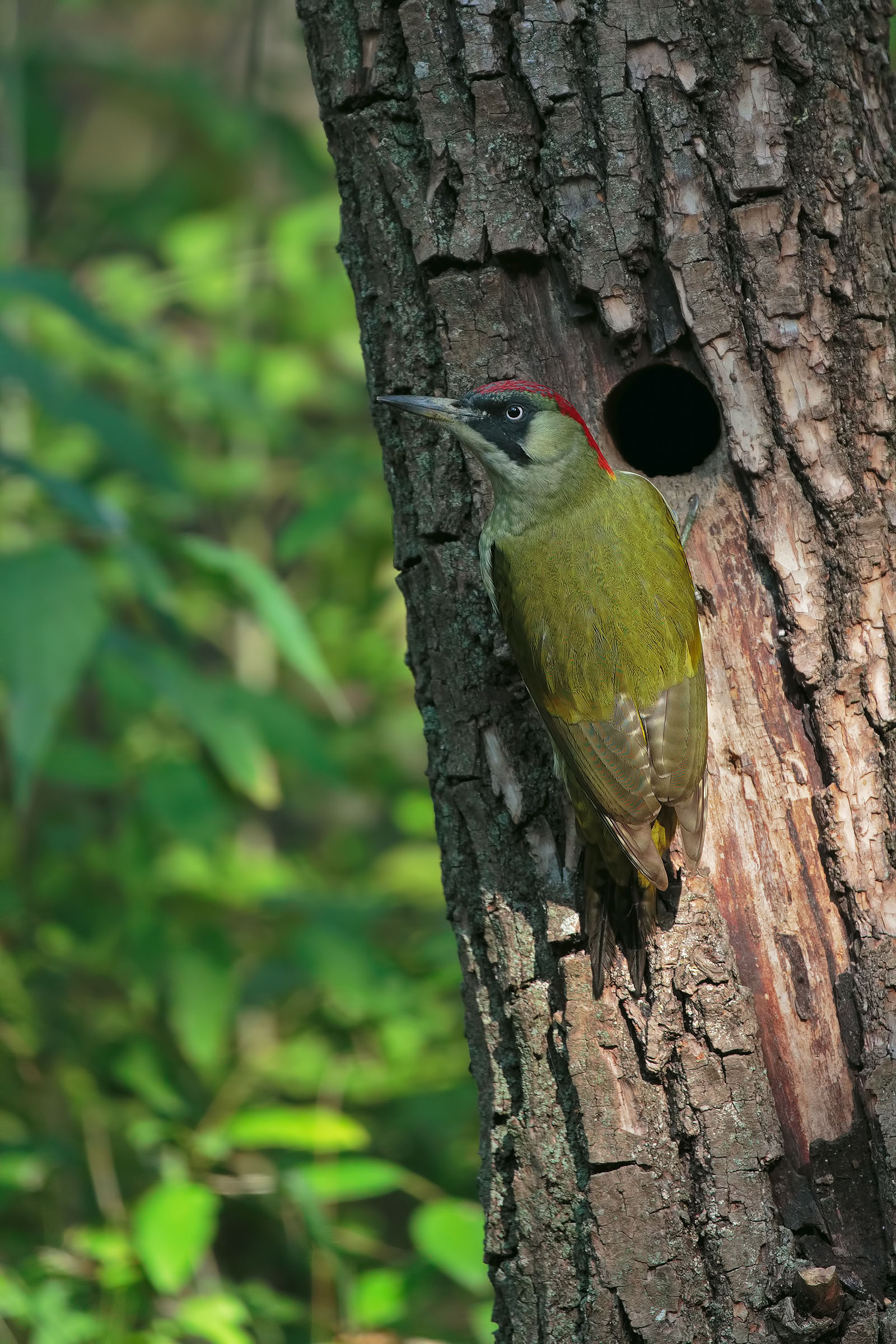 Finalmente il picchio verde