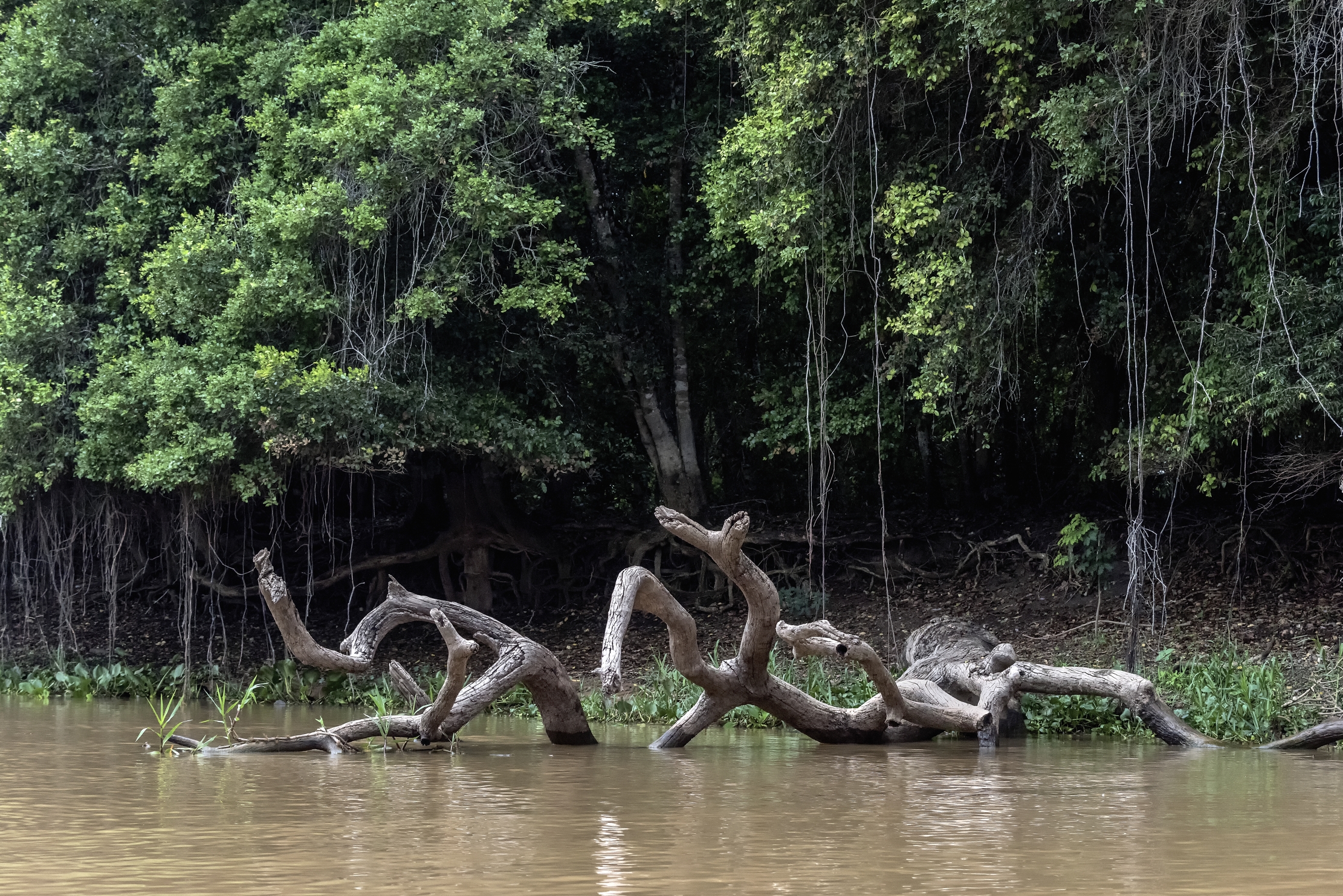 Pantanal 2015 - Pantanao