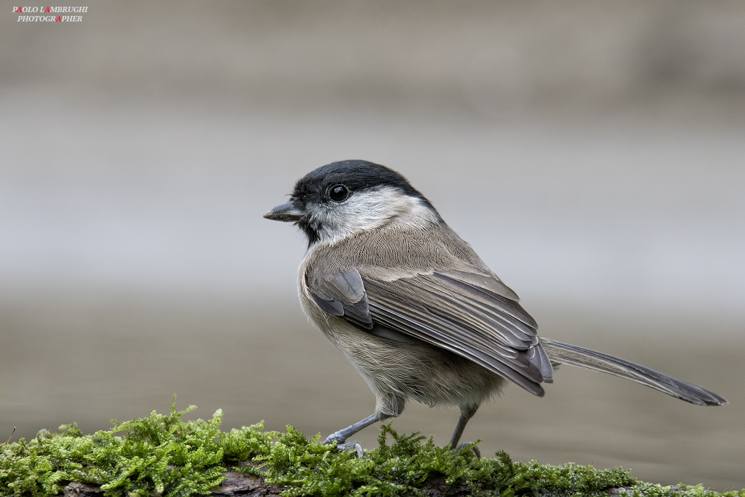 Chickadee