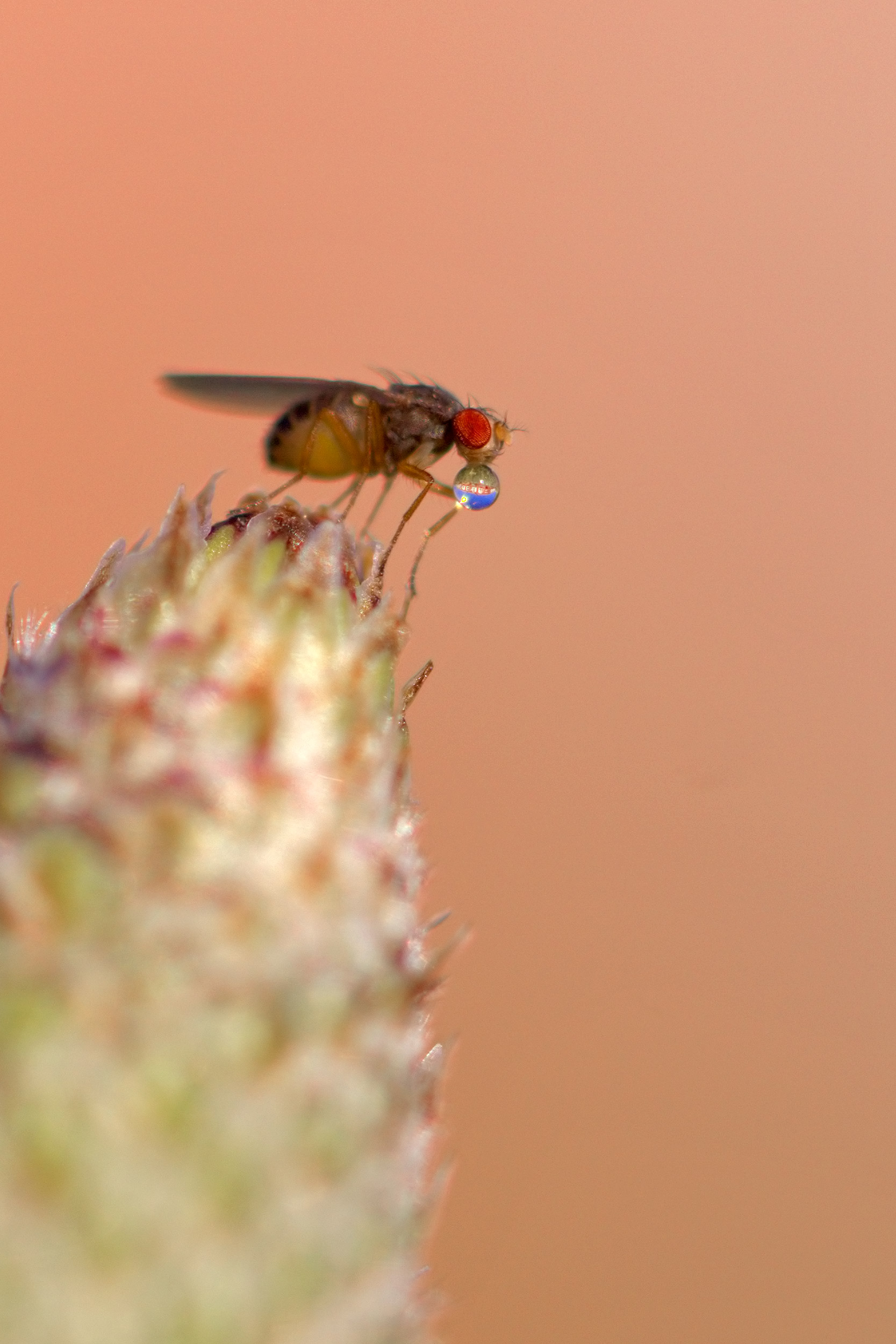Il moscerino e la sfera di cristallo