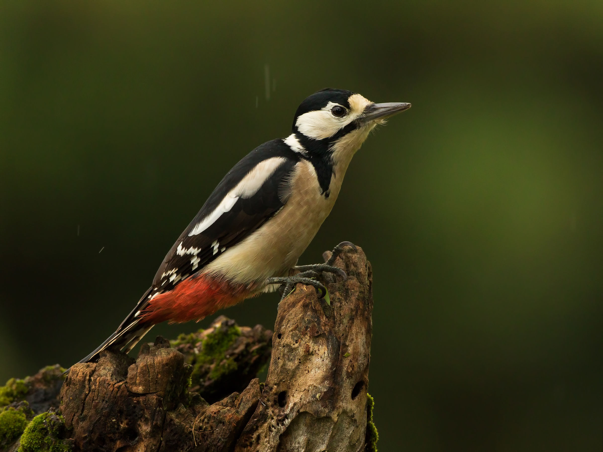 woodpecker, female