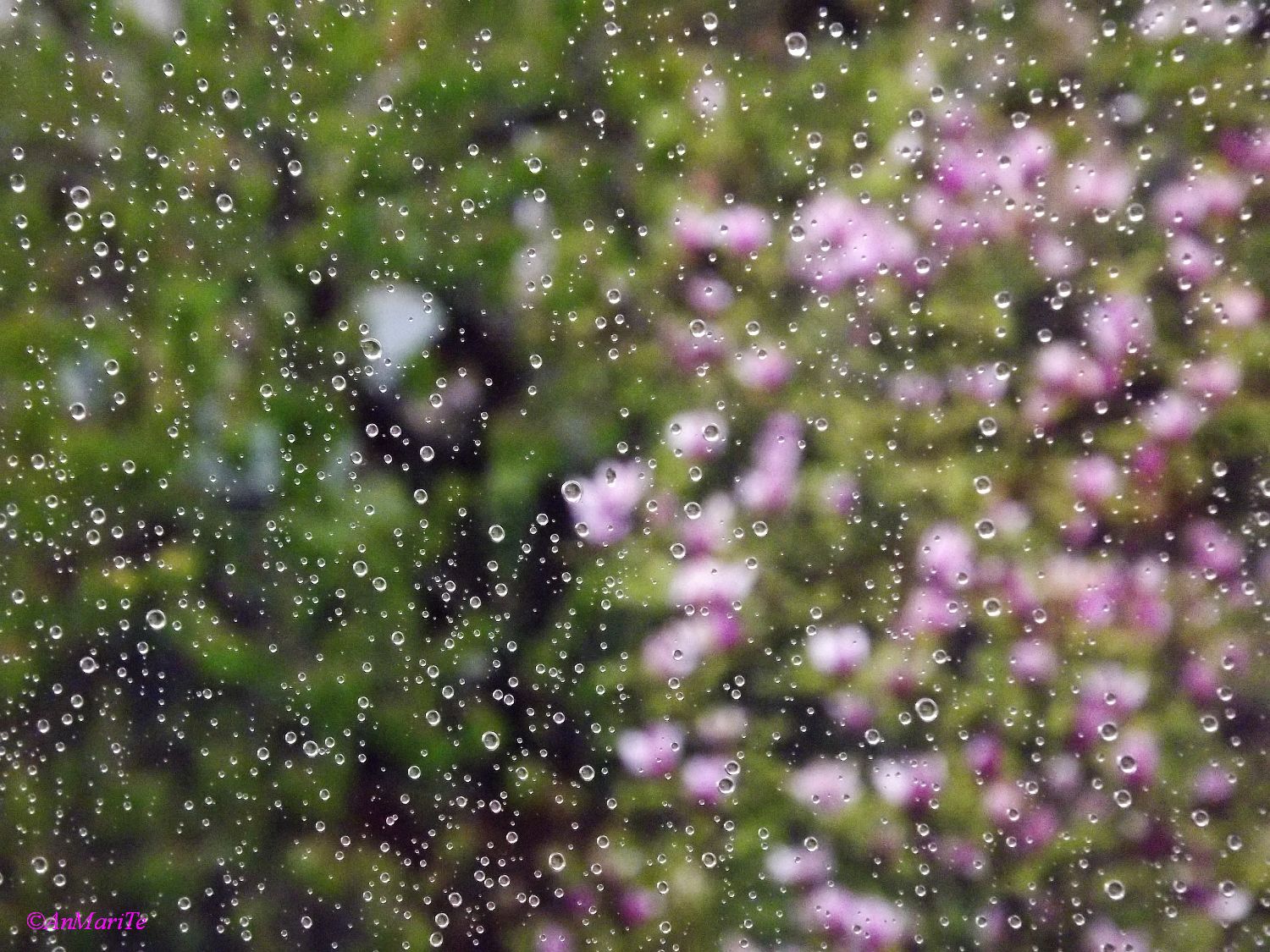 Pioggia fra il vetro e il mondo