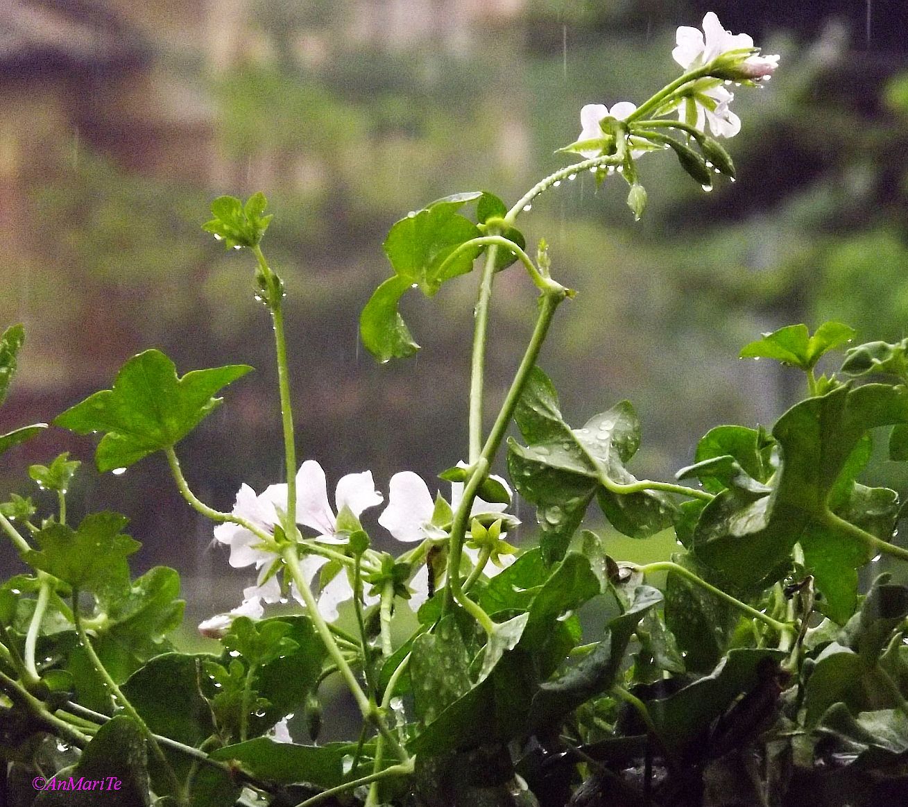 rain on geraniums 2