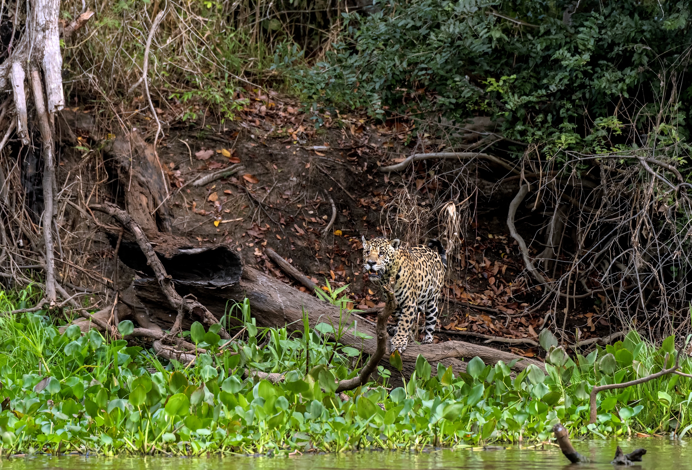 Pantanal 2015 - Sul Cuiabà