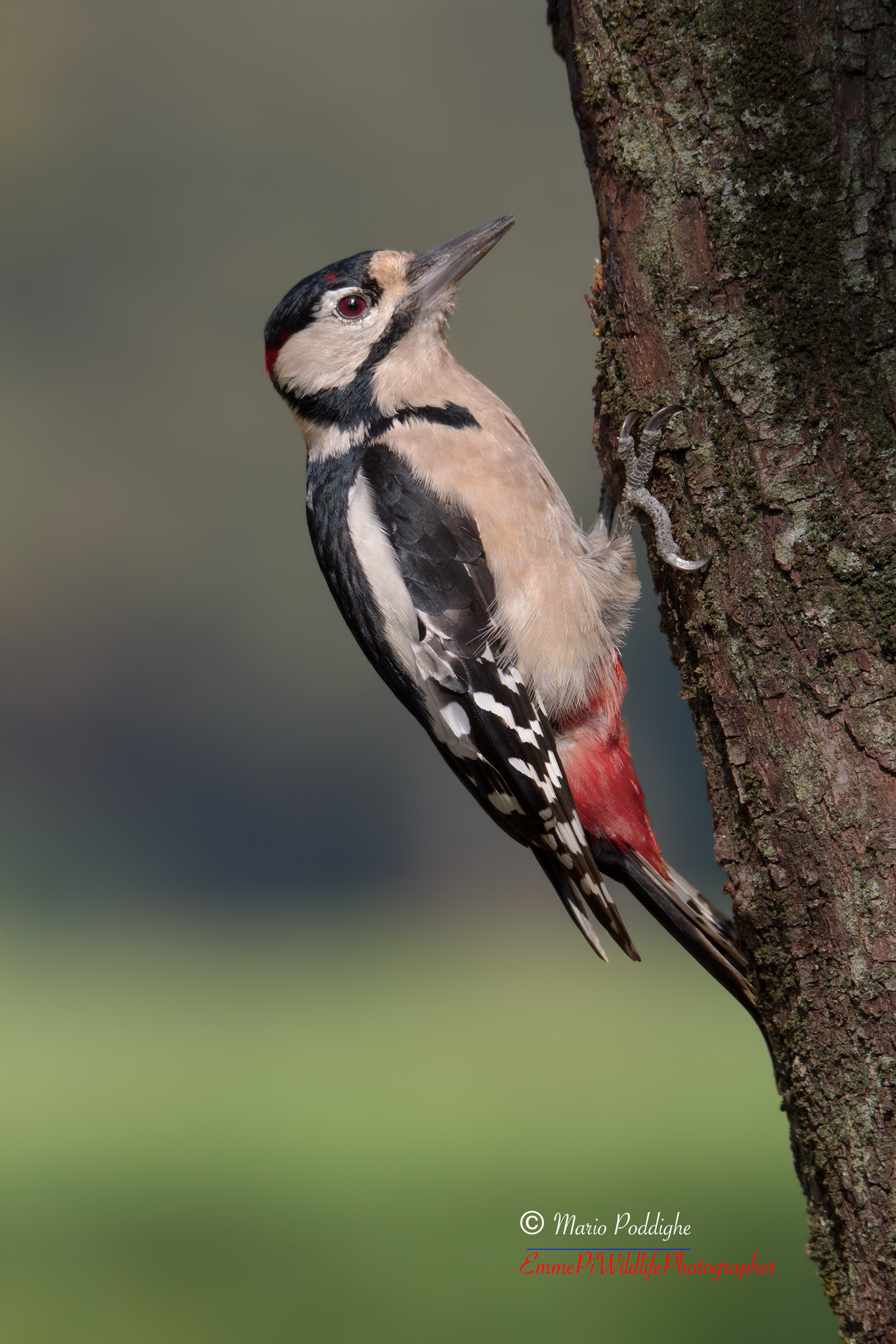 Spotted Woodpecker (young)
