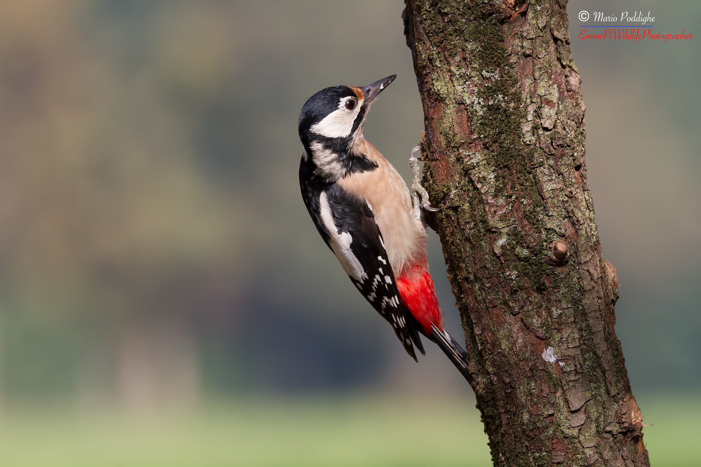 Spotted Woodpecker (female)