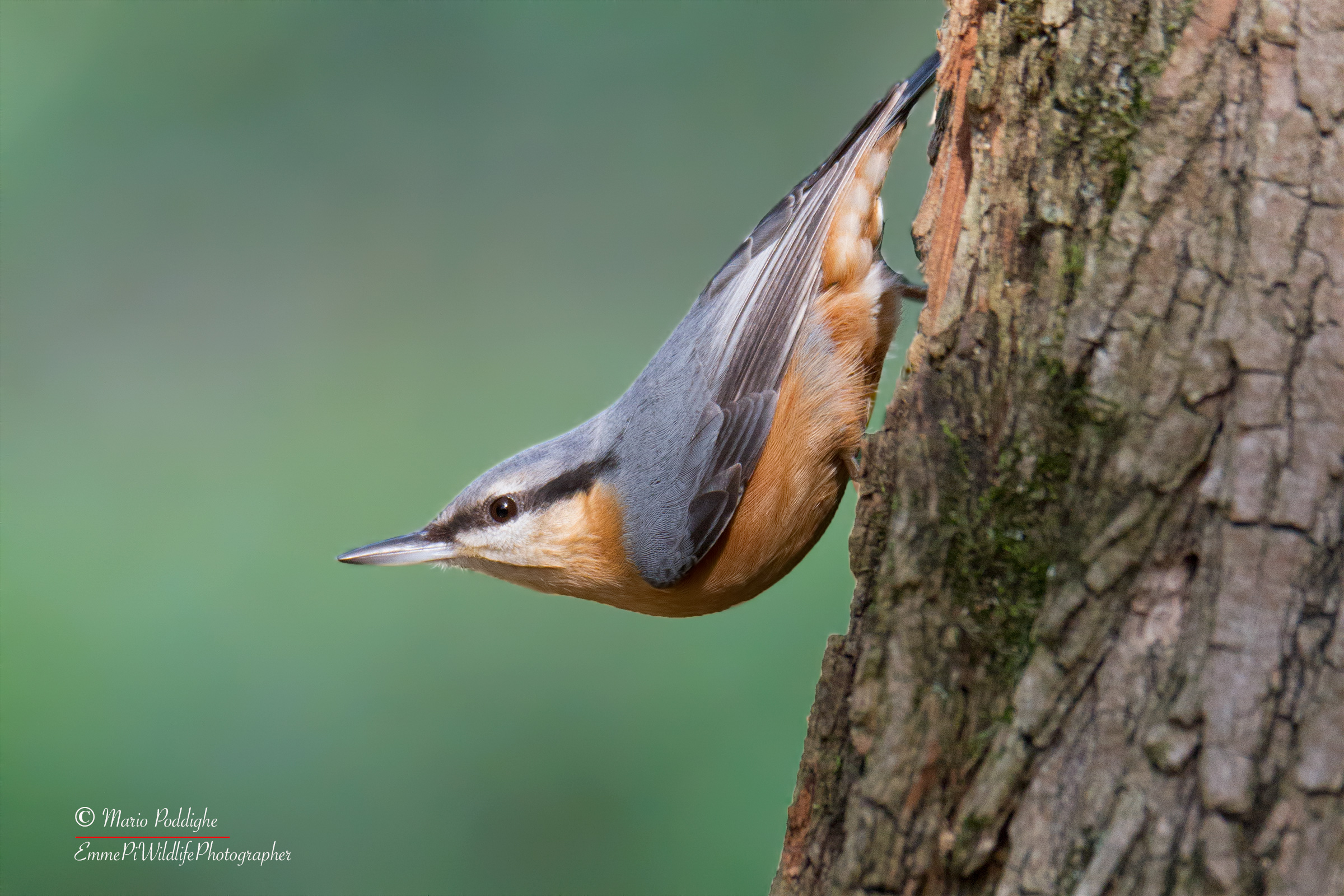 Nuthatch