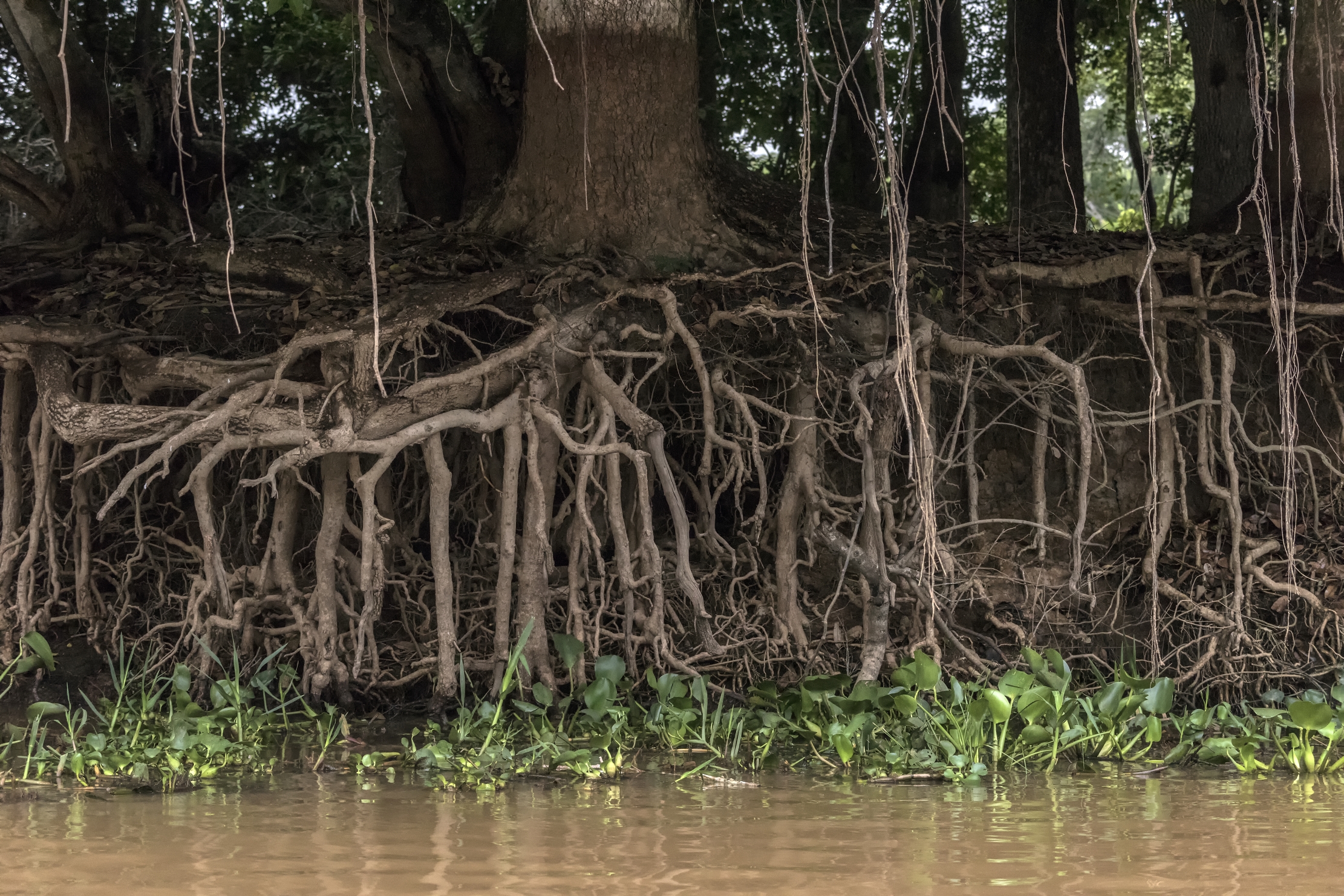 Pantanal 2015 - Sul Cuiabà