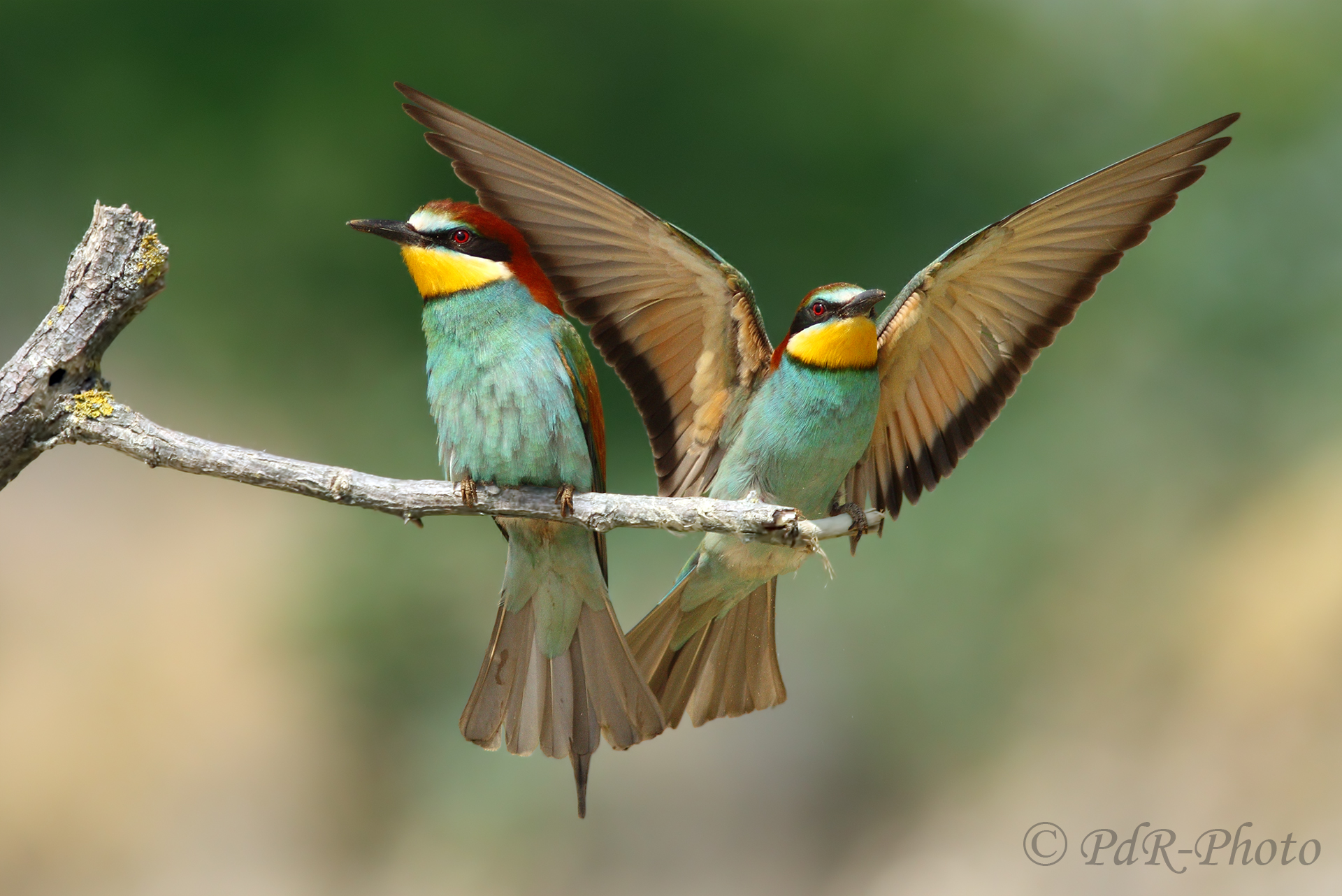 Bee-eaters