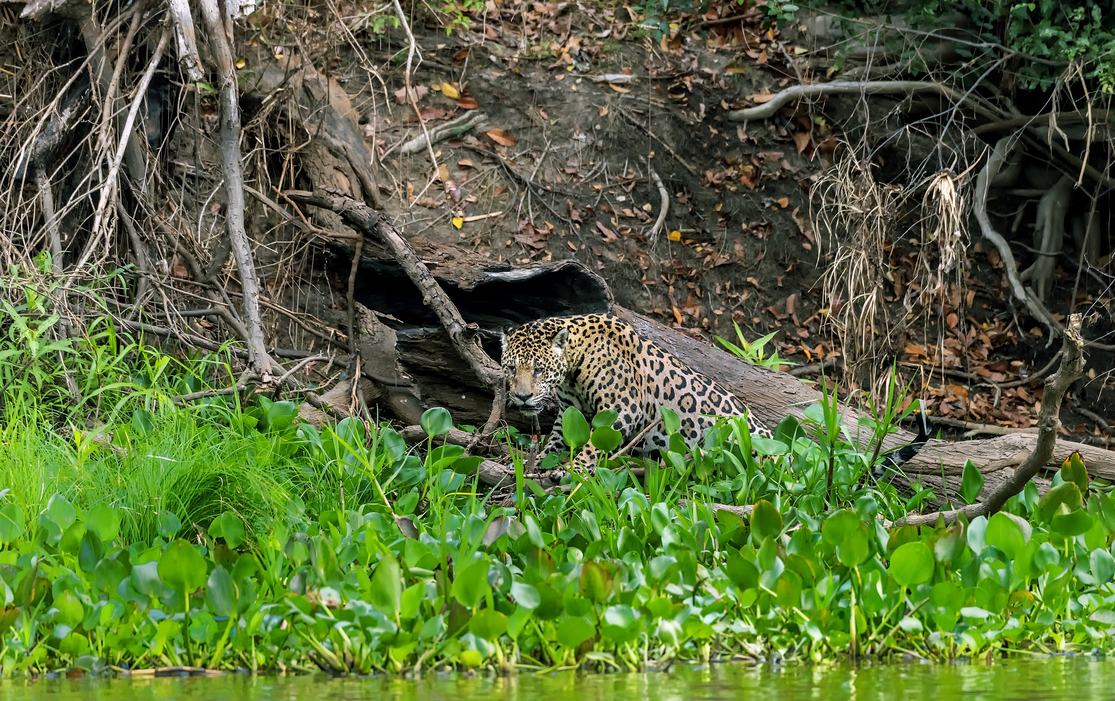 Pantanal 2015 - Jaguar