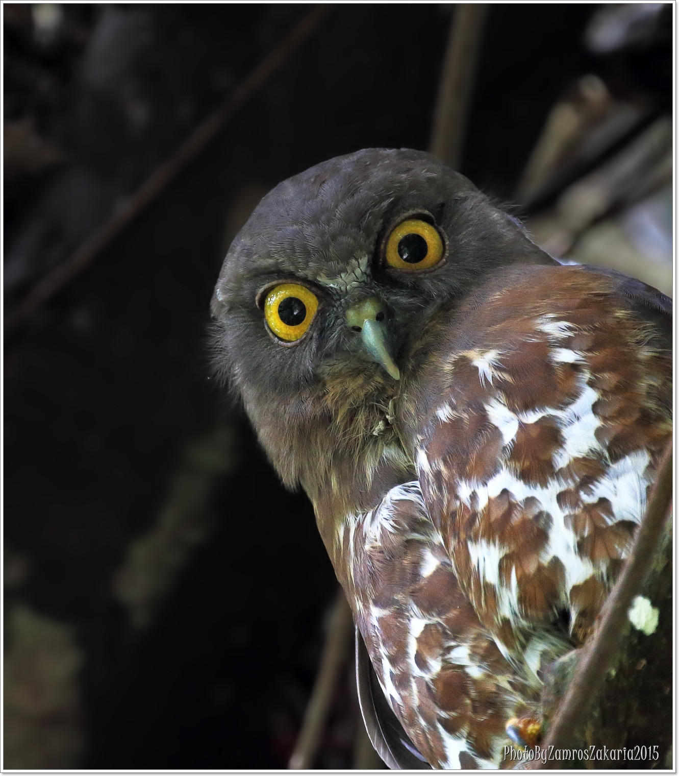 Brown Hawk Owl