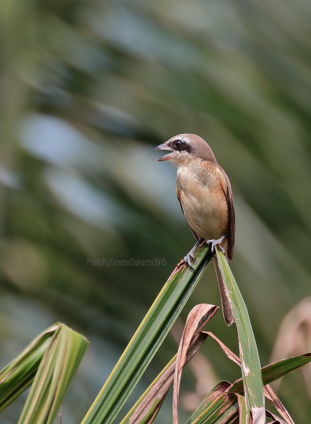 Brown Shrike
