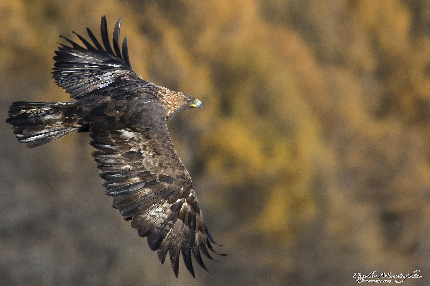 La reale nei colori autunnali...