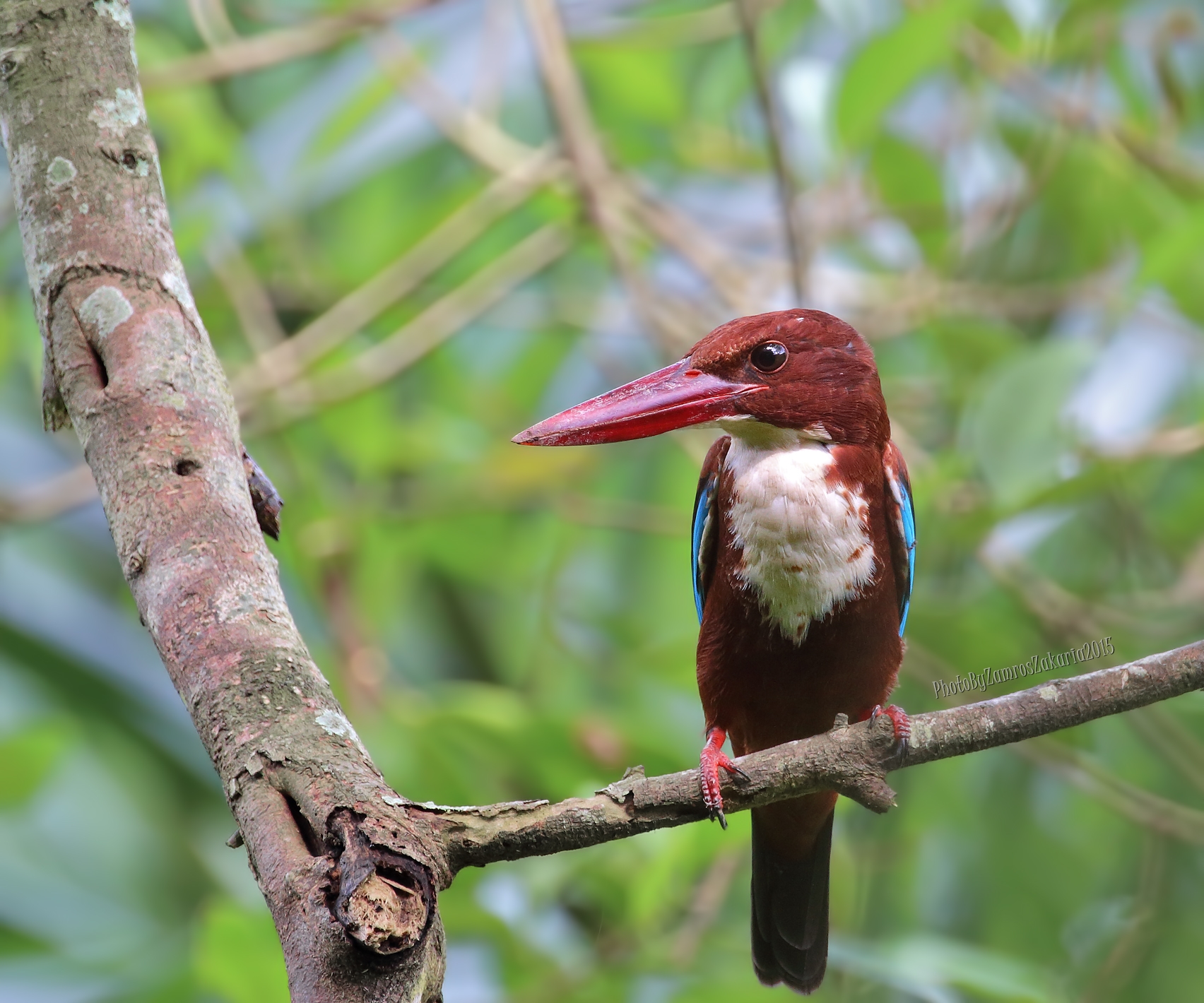 White-throated Kingfisher