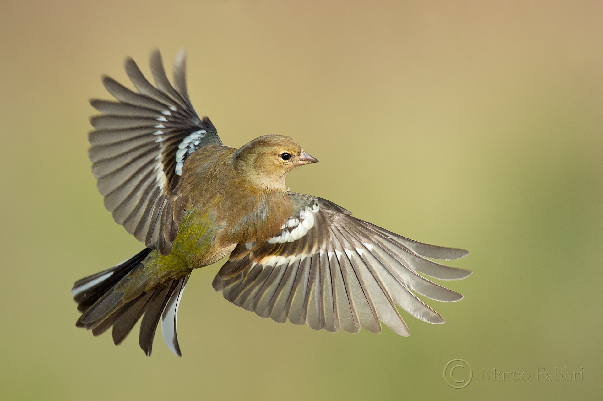 The flight of the finch