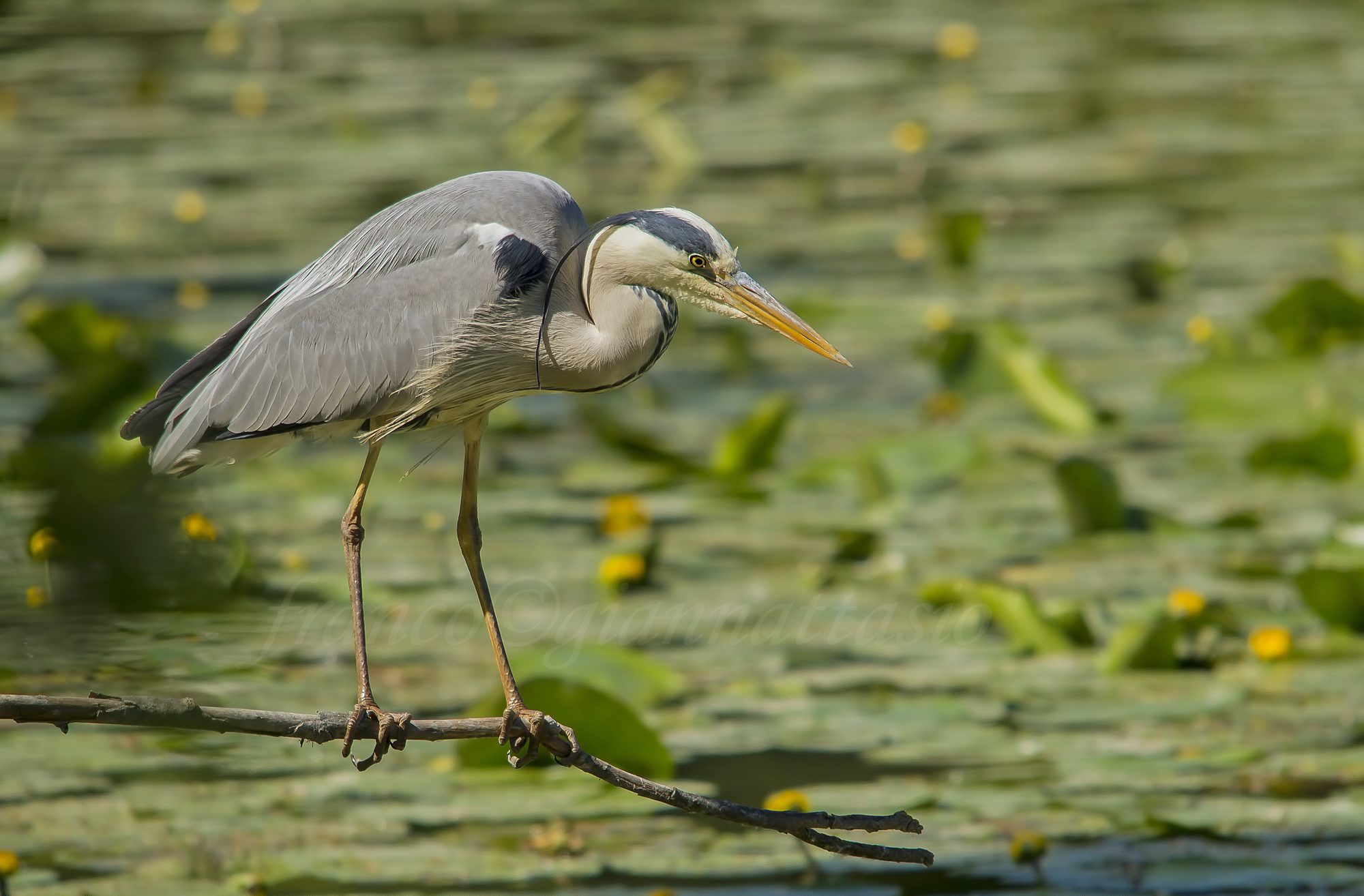 Airone Cenerino in posa.