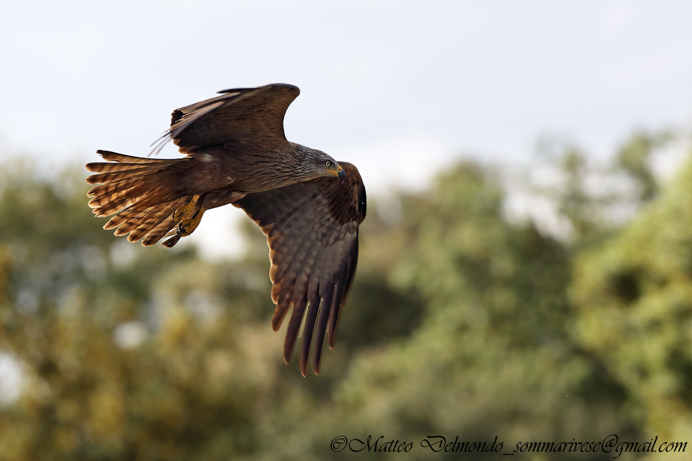 Black Kite