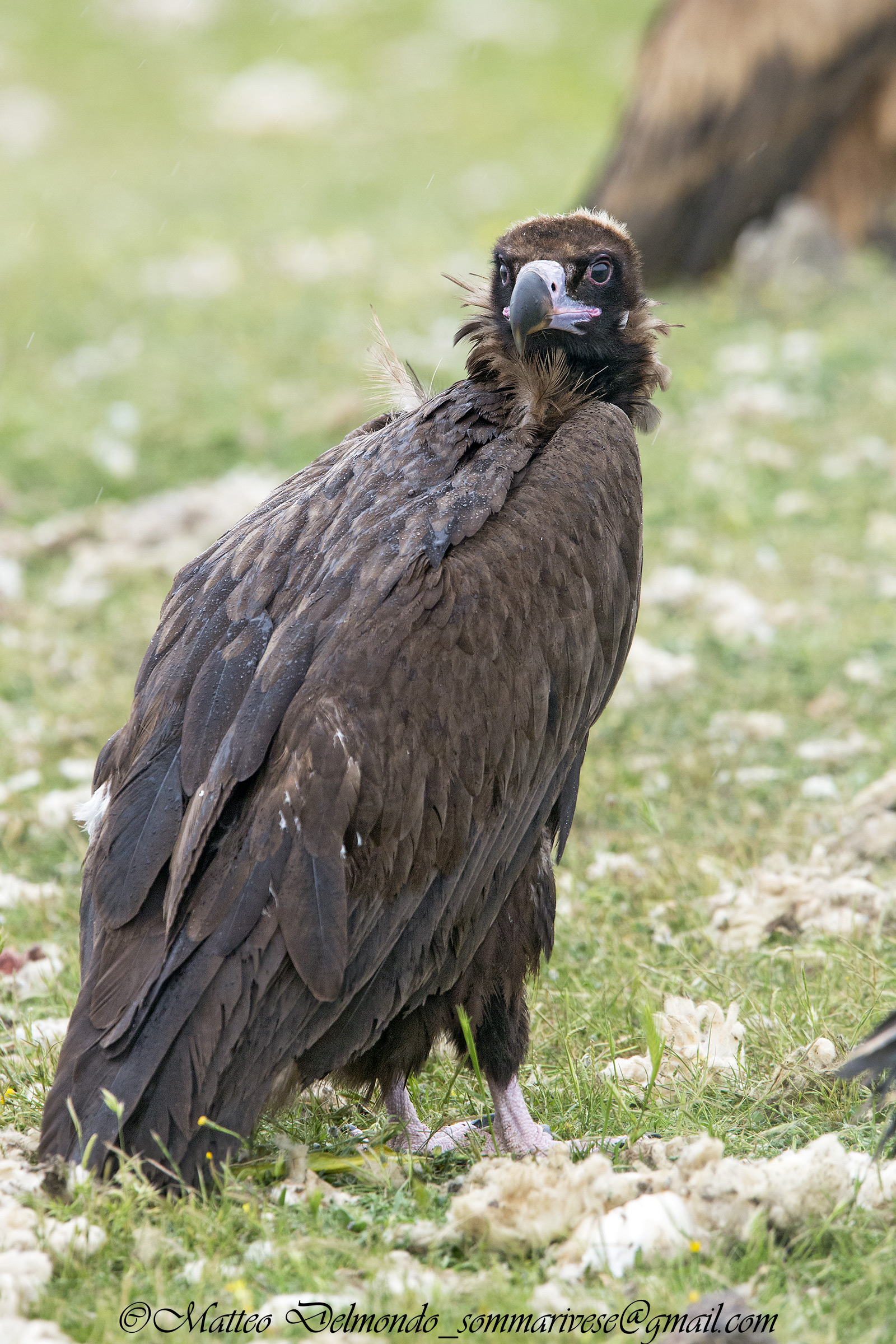 Vulture monaco