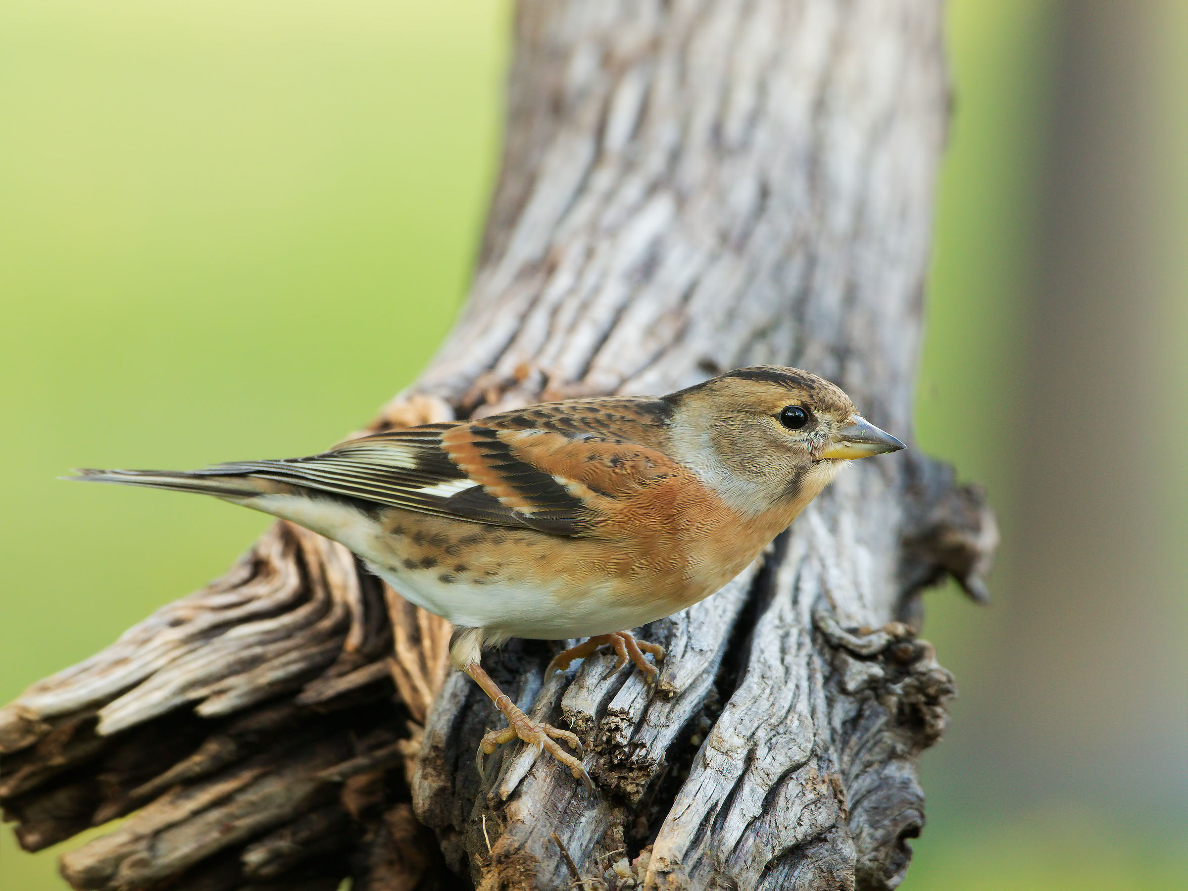 brambling