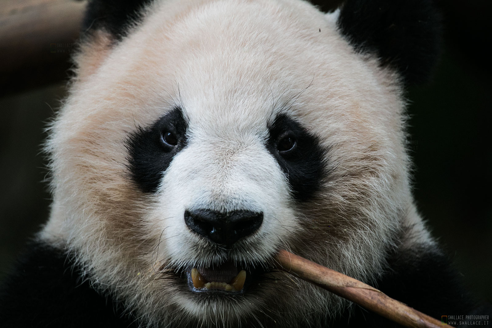 Chengdu Research Base of Giant Panda Breeding
