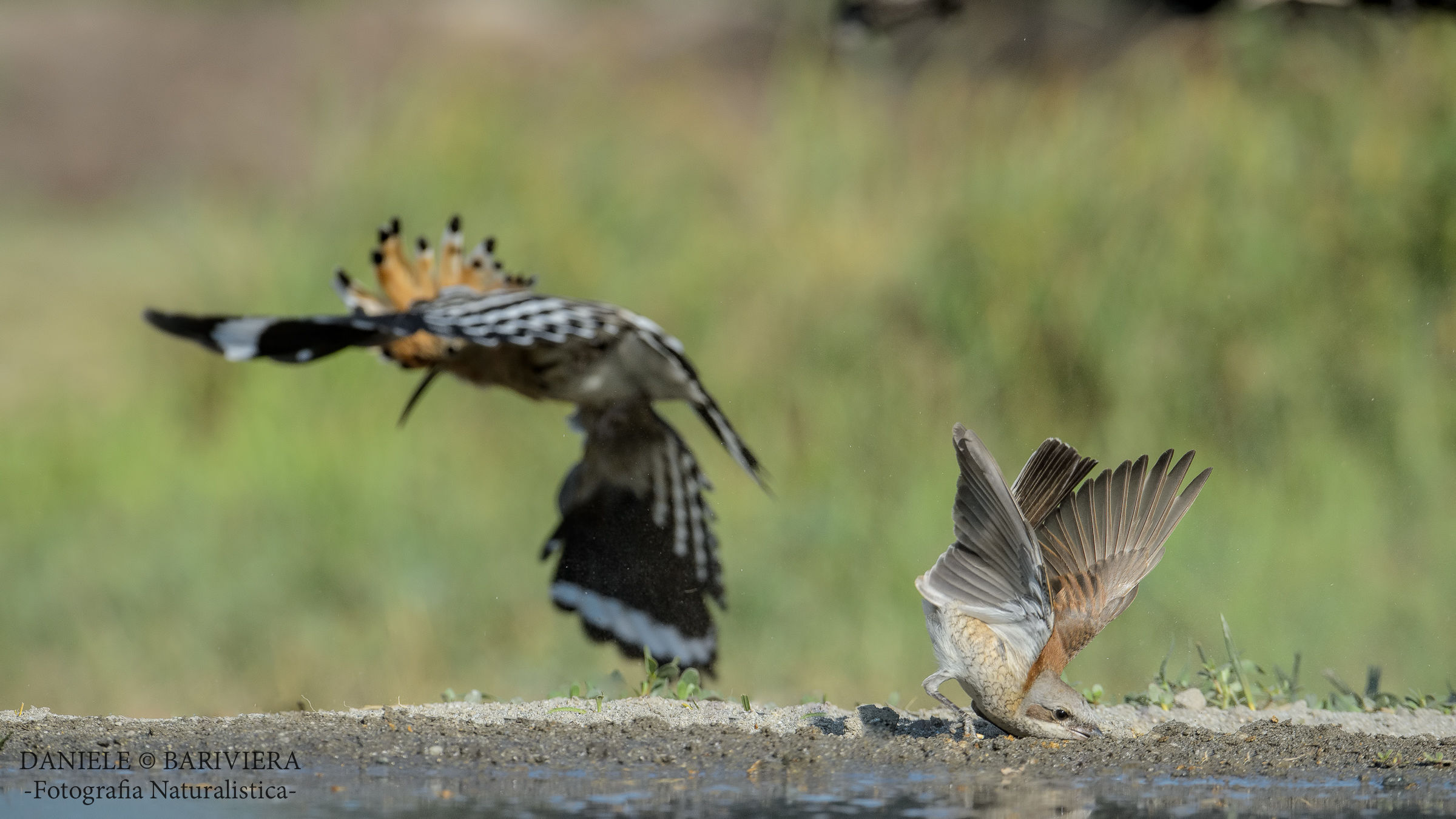 The jab dell'Averla ....