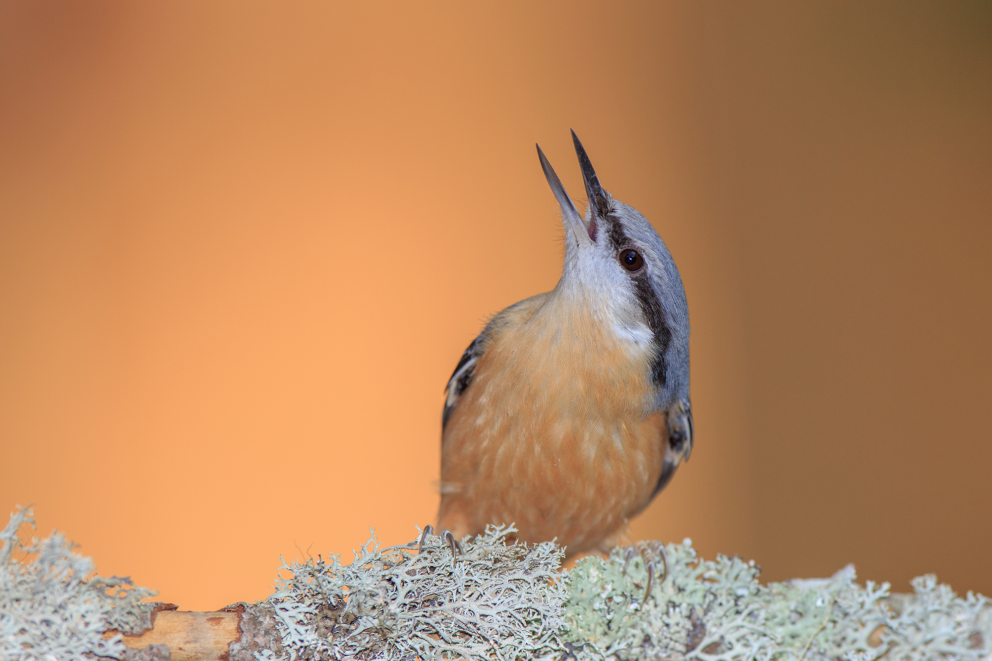 Nuthatch