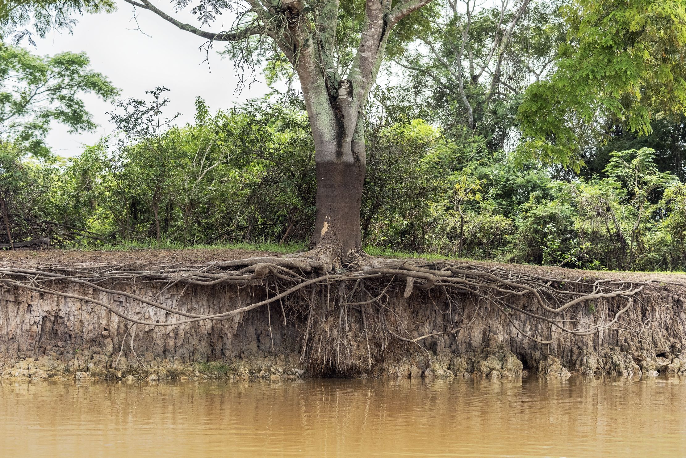 Pantanal 2015 - Sul Cuiabà