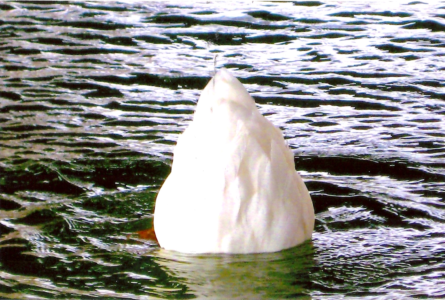 in the lake upside down