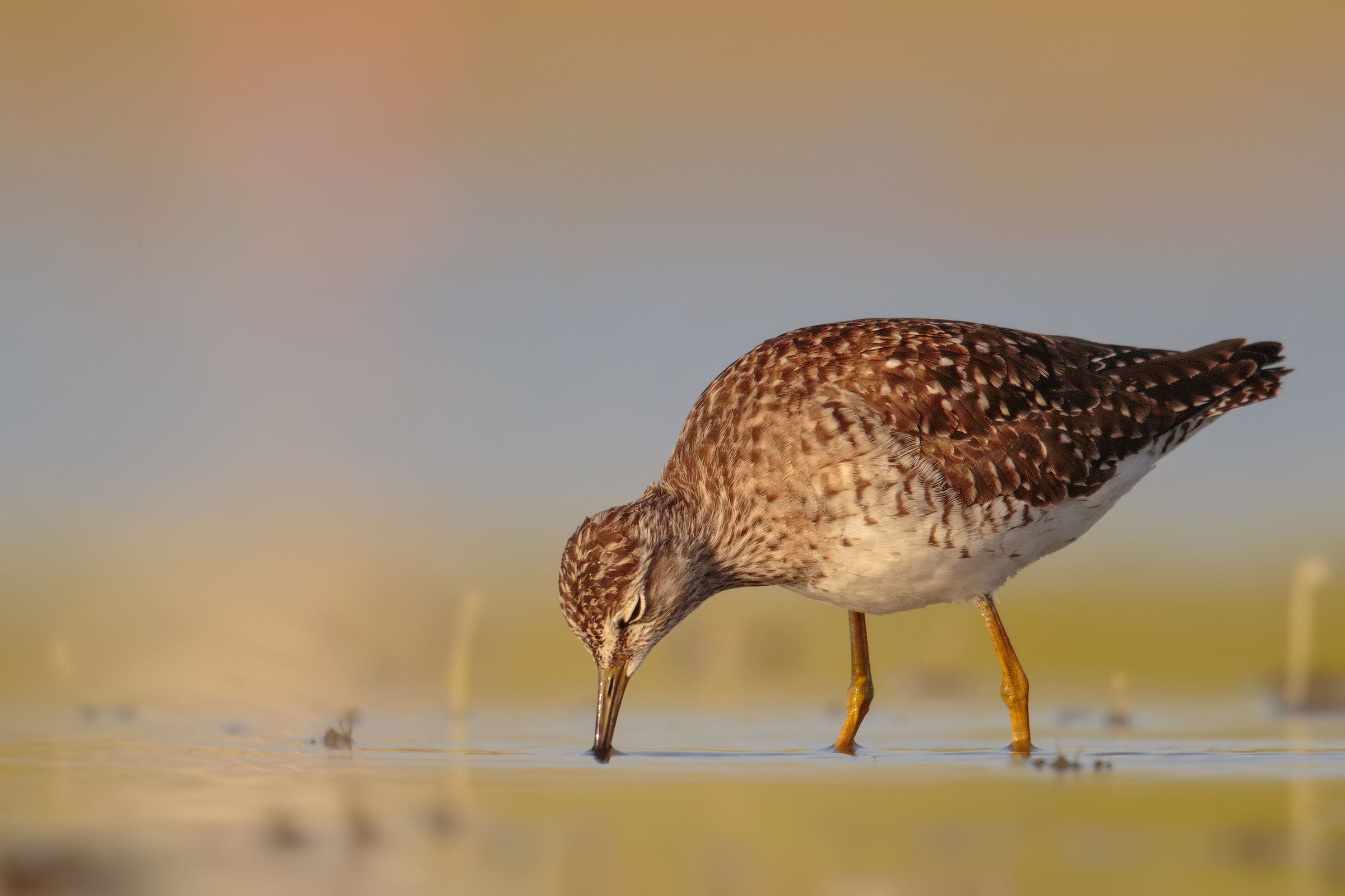 Wood Sandpiper