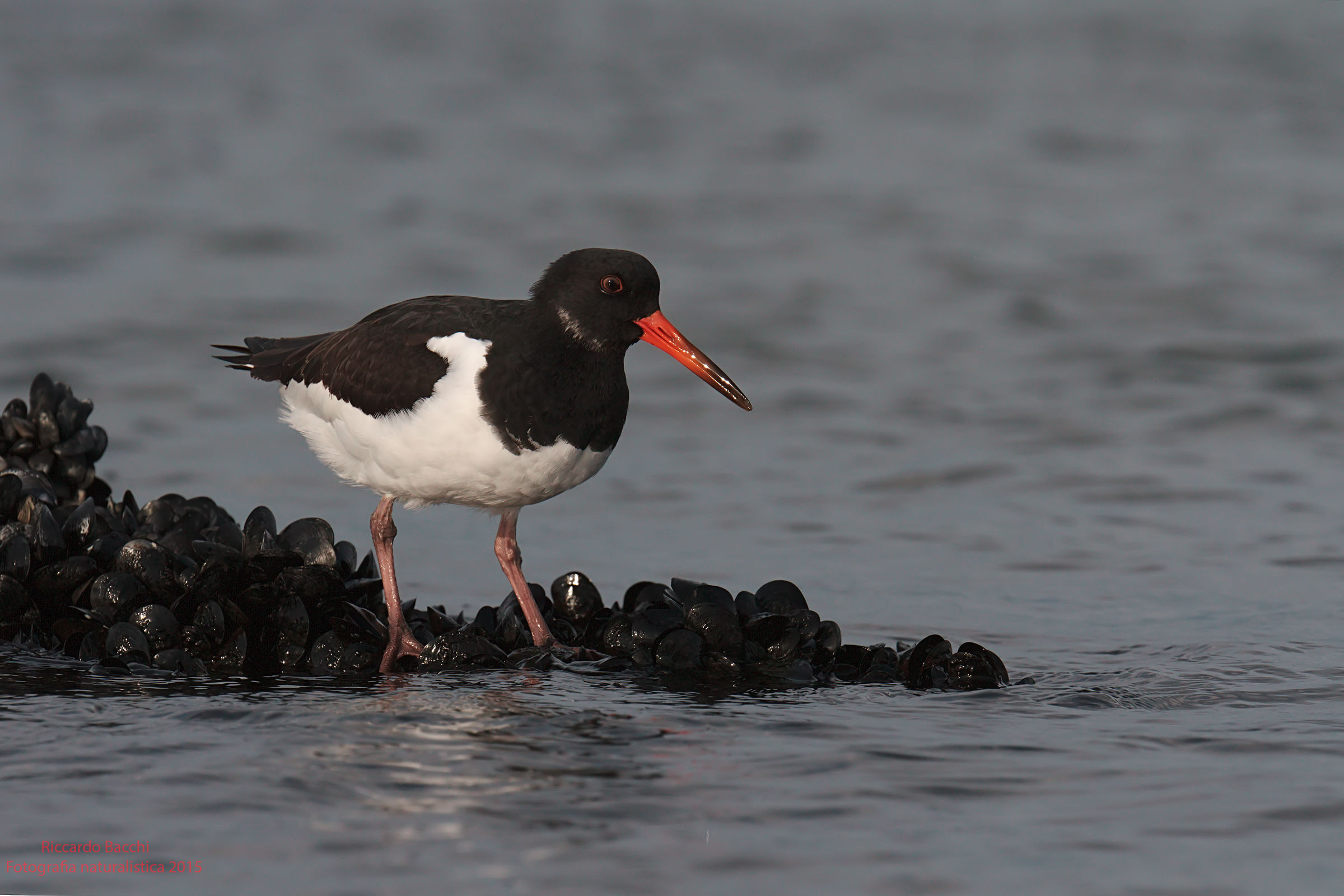 Beccaccia di Mare e mitili Oystercatcher and mussels