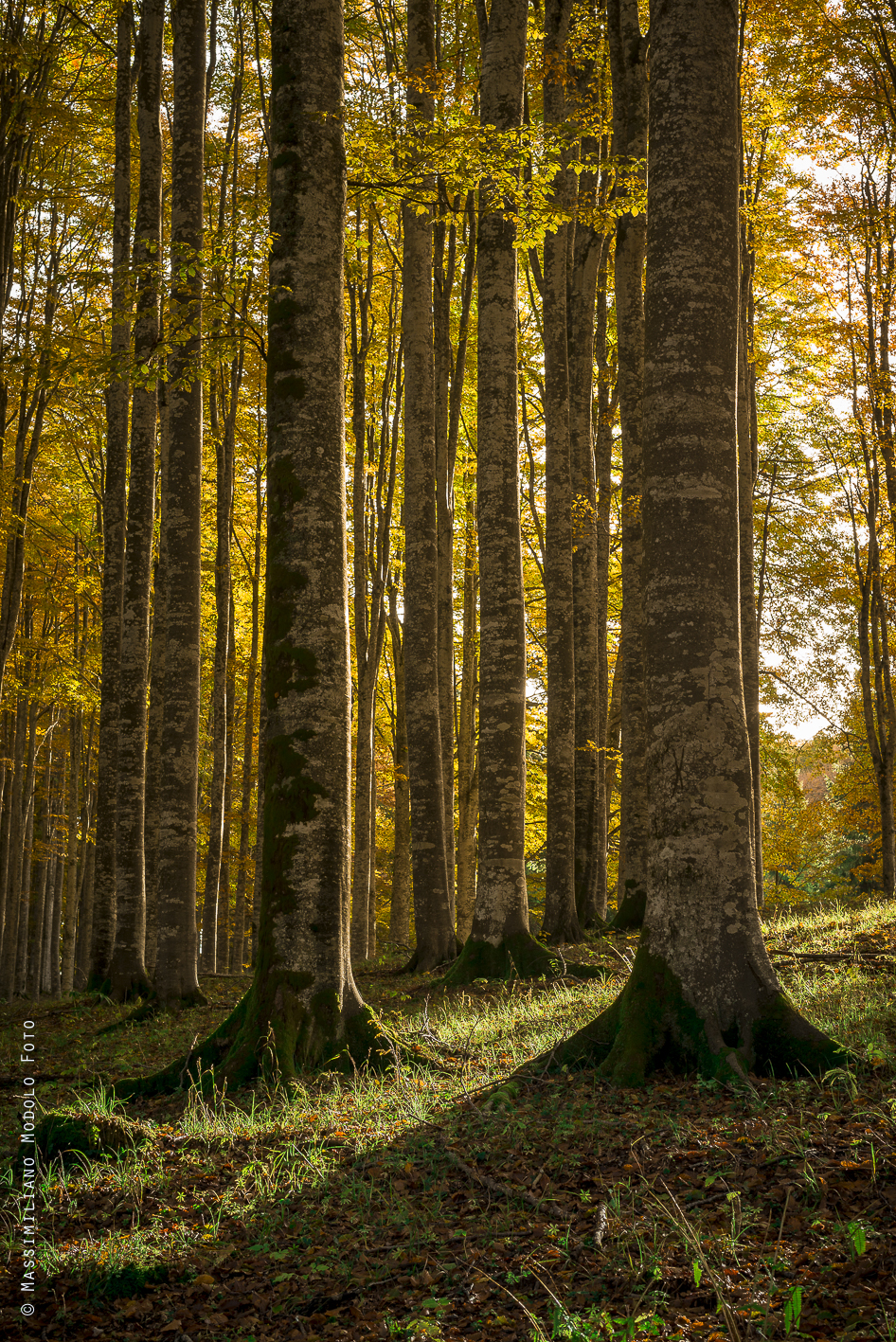 Sotto un cielo giallo