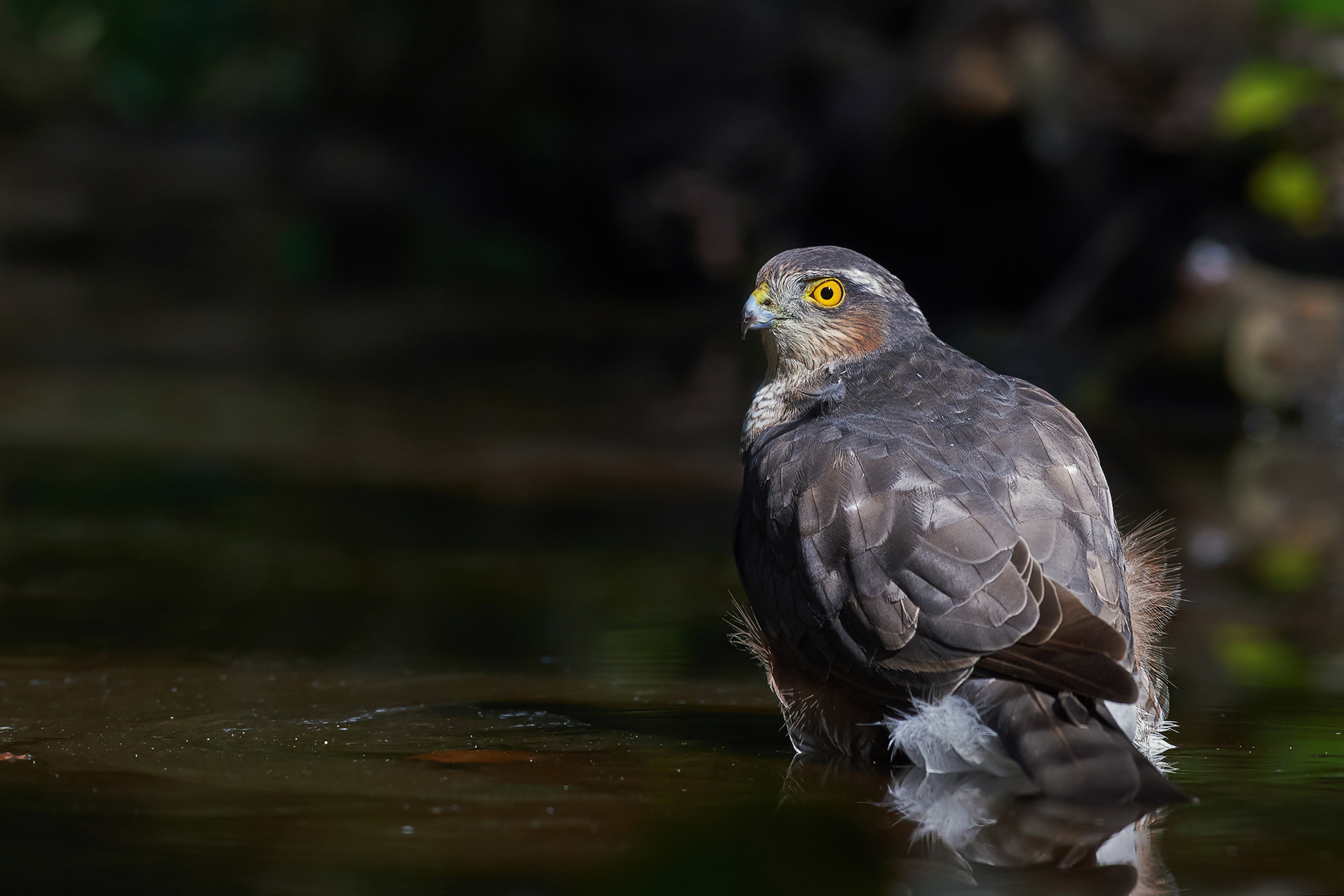 Sparviere in penombra