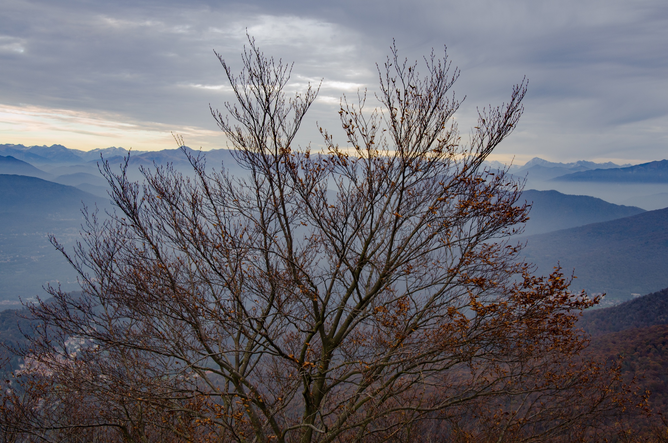 Autumn Forte Orino (goes)