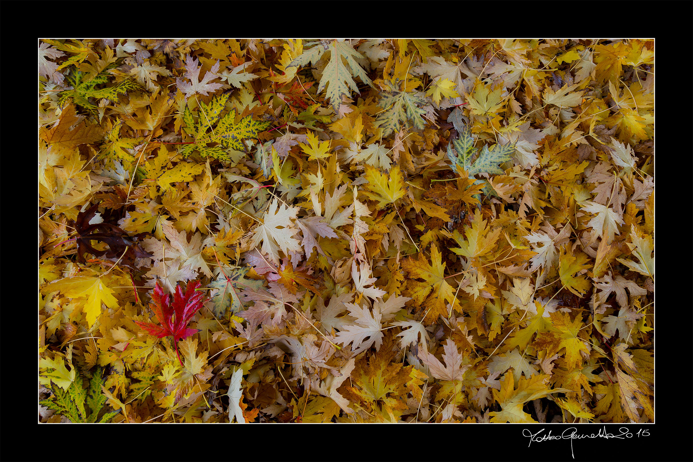 autumn texture