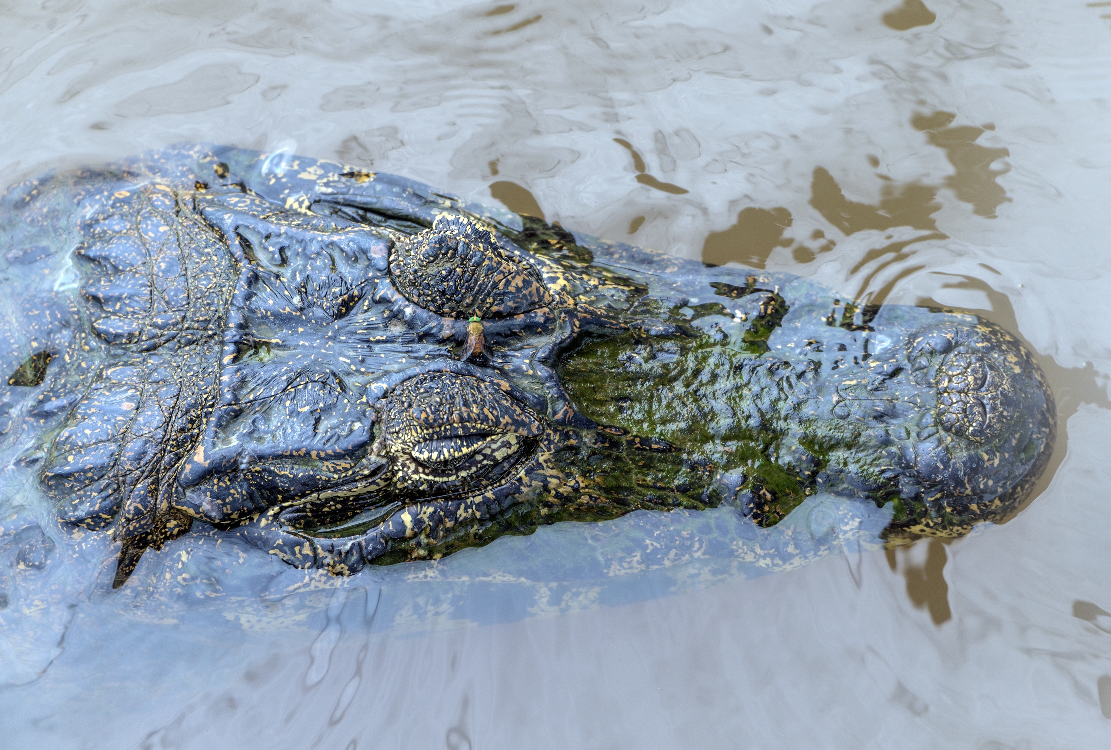 Pantanal 2015 - Caiman