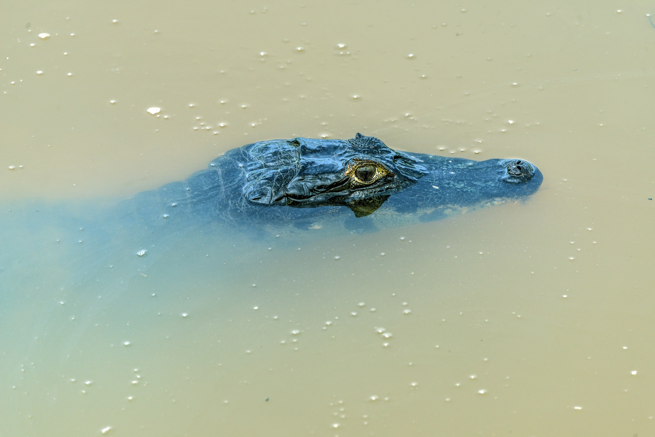 Pantanal 2015 - Caiman