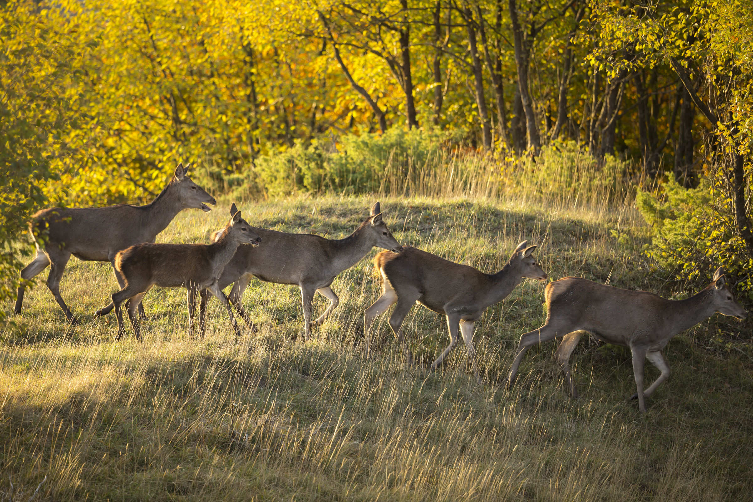 Next !! in single file and quietly !!