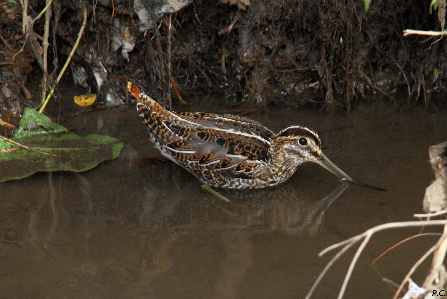 il becco spezzato dall' acqua