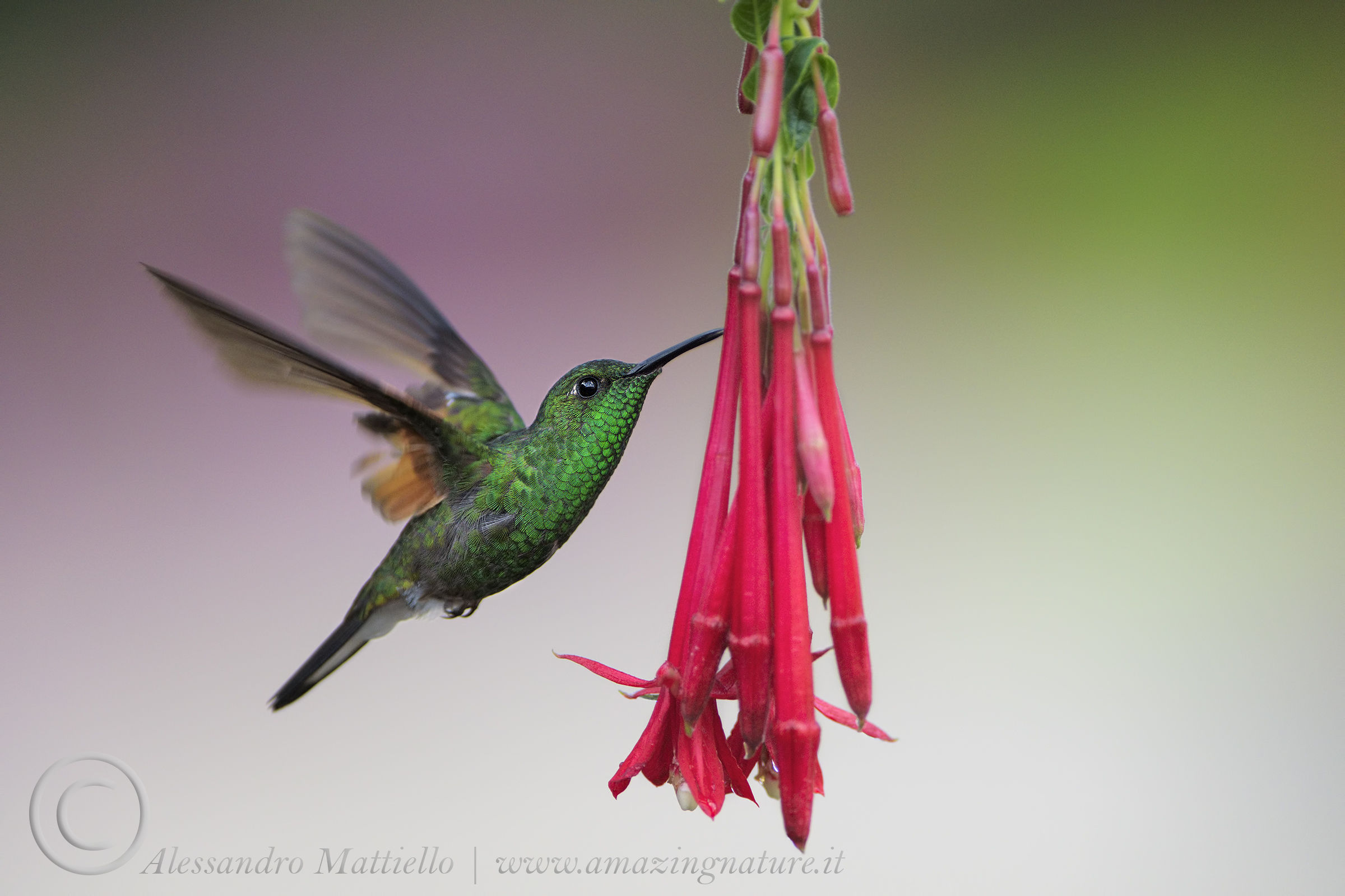 hummingbird spectacle of Nature