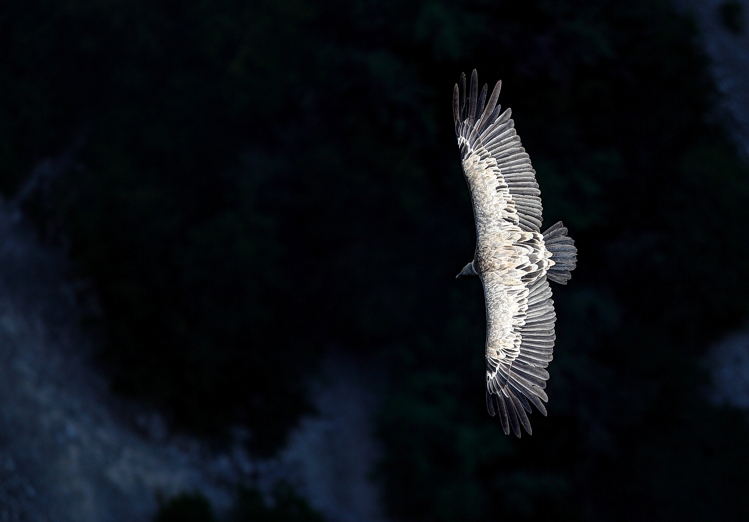 The light on the griffin