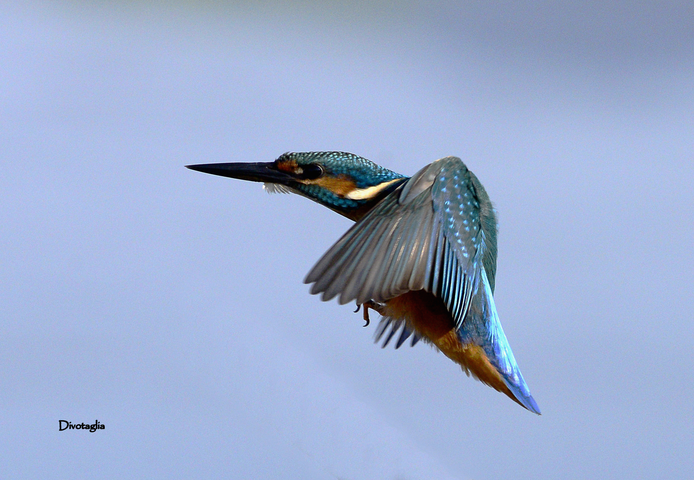 Arriving at the roost