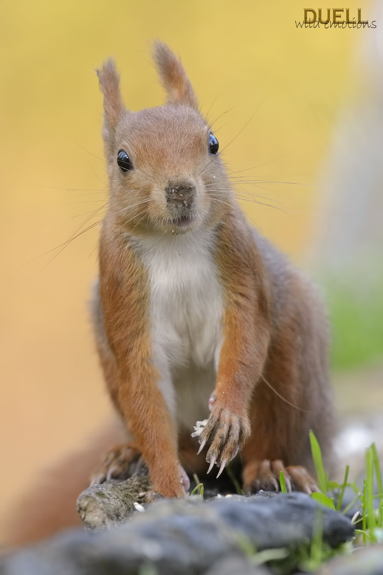 Good morning, little friend!