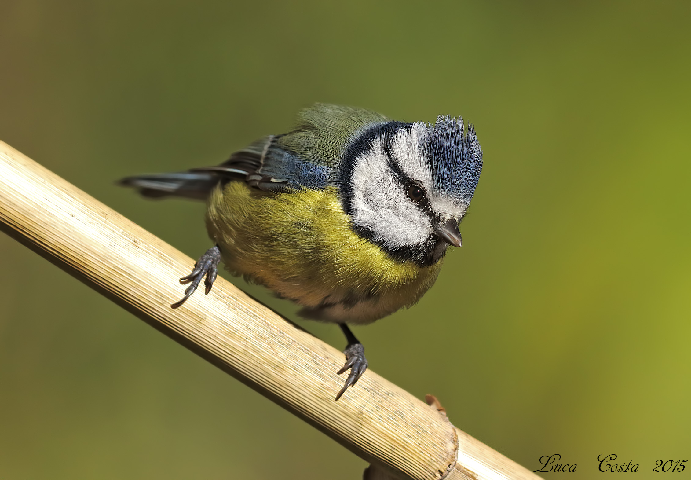 Rubbing shoulders with the blue tit