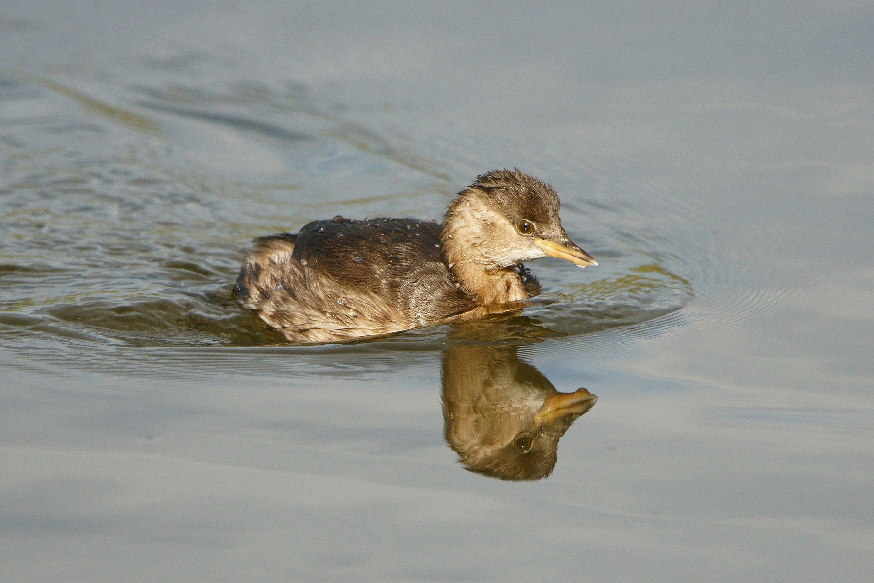 Little Grebe