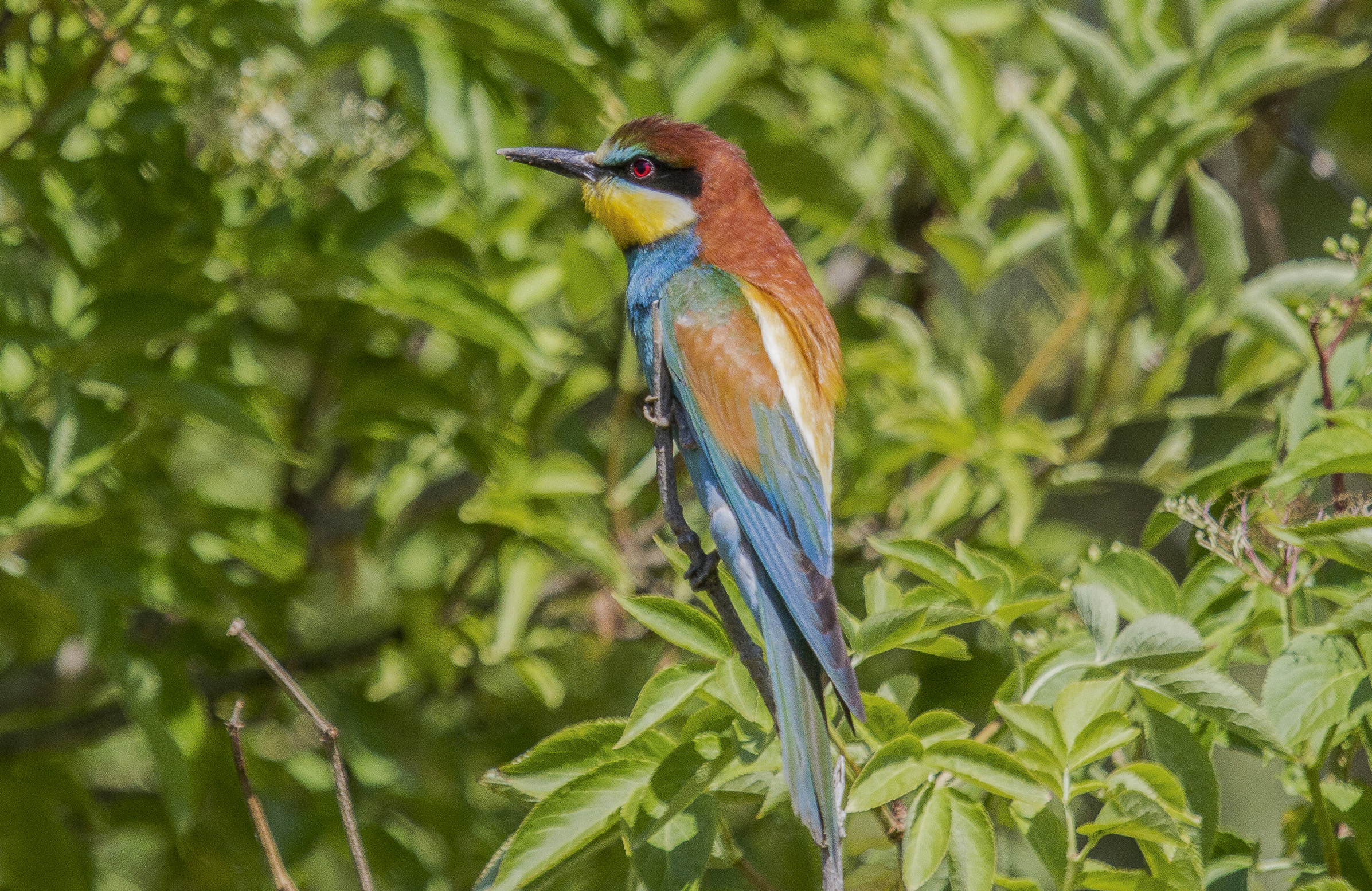 bee-eater