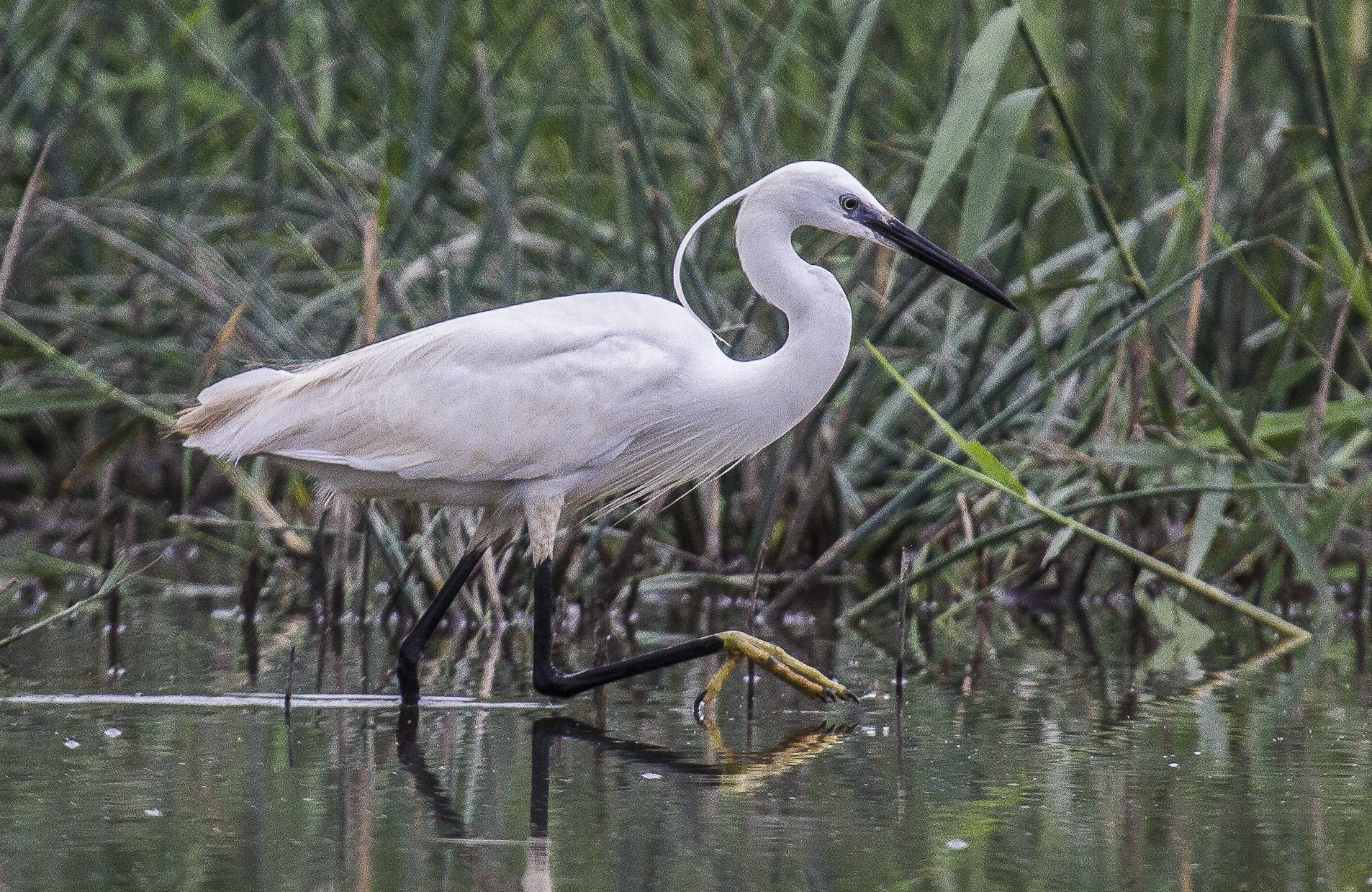 egret
